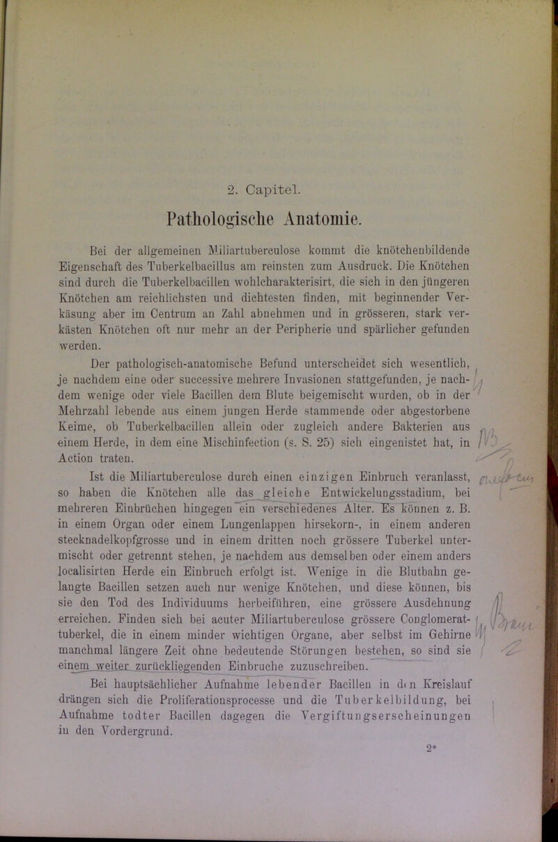 2. Capitel. Pathologische Anatomie. Bei der allgemeinen Miliartubereulose kommt die knötcheubildende Eigenschaft des Tuberkelbacillus am reinsten zum Ausdruck. Die Knötchen sind durch die Tuberkelbacillen wohlcharakterisirt, die sich in den jüngeren Knötchen am reichlichsten und dichtesten finden, mit beginnender Ver- käsung aber im Centrum an Zahl abnehmen und in grösseren, stark ver- kästen Knötchen oft nur mehr an der Peripherie und spärlicher gefunden werden. Der pathologisch-anatomische Befund unterscheidet sich wesentlich, je nachdem eine oder successive mehrere Invasionen stattgefunden, je nach- , dem wenige oder viele Bacillen dem Blute beigemischt wurden, ob in der Mehrzahl lebende aus einem jungen Herde stammende oder abgestorbene Keime, ob Tuberkelbacillen allein oder zugleich andere Bakterien aus einem Herde, in dem eine Mischinfection (s. S. 25) sich eingenistet hat, in / Action traten. Ist die Miliartuberculose durch einen einzigen Einbruch veranlasst, p so haben die Knötchen alle das gleiche Entwickelungsstadium, bei mehreren Einbrüchen hingegen ein verschiedenes Alter. Es können z. B. in einem Organ oder einem Lungenlappen hirsekorn-, in einem anderen stecknadelkopfgrosse und in einem dritten noch grössere Tuberkel unter- mischt oder getrennt stehen, je nachdem aus demselben oder einem anders localisirten Herde ein Einbruch erfolgt ist. Wenige in die Blutbahn ge- langte Bacillen setzen auch nur wenige Knötchen, und diese können, bis sie den Tod des Individuums herbeiführen, eine grössere Ausdehnung erreichen. Finden sich bei acuter Miliartuberculose grössere Conglomerat- tuberkel, die in einem minder wichtigen Organe, aber selbst im Gehirne manchmal längere Zeit ohne bedeutende Störungen bestehen, so sind sie einem weiter zurückliegenden Einbrüche zuzuschreiben. Bei hauptsächlicher Aufnahme lebender Bacillen in d<n Kreislauf drängen sich die Proliferationsprocesse und die Tuberkelbildung, bei Aufnahme todter Bacillen dagegen die Vergiftungserscheinungen in den Vordergrund.
