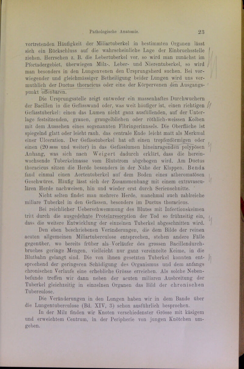 vortretenden Häufigkeit der Miliartuberkel in bestimmten Organen lässt sich ein Rückschluss auf die wahrscheinliche Lage der Einbruchsstelle ziehen. Herrschen z. B. die Lebertuberkel vor. so wird man zunächst im Pfortadergebiet, überwiegen Milz-, Leber- und Nierentuberkel, so wird ; man besonders in den Lungenvenen den Ursprungsherd suchen. Bei vor- wiegender und gleichmässiger Betheiligung beider Lungen wird uns ver- mutblich der Ductus thoracieus oder eine der Körpervenen den Ausgangs- punkt offenbaren. Die Ursprungsstelle zeigt entweder ein massenhaftes Durchwuchern der Bacillen in die Gefässwand oder, was weit häufiger ist, einen richtigen // Gefässtuberkel: einen das Lumen nicht ganz ausfüllenden, auf der Unter- lage festsitzenden, grauen, graugelblichen oder röthlieh-weissen Kolben mit dem Aussehen eines sogenannten Fibringerinnsels. Die Oberfläche ist spiegelnd glatt oder leicht rauh, das centrale Ende leicht matt als Merkmal einer Ulceration. Der Gefässtuberkel hat oft einen tropfenförmigen oder einen (20 mm und weiter) in das Gefässlumen hineinragenfferi polypösen Anhang, was sich nacü Weigert dadurch erklärt, dass die herein- wachsende Tuberkelmasse vom Blutstrom abgebogen wird. Am Ductus thoracieus sitzen die Herde besonders in der Nähe der Klappen. Benda fand einmal einen Aortentuberkel auf dem Boden eines atheromatösen | Geschwüres. Häufig lässt sich der Zusammenhang mit einem extravascu- Iären Herde naehweisen, hin und wieder erst durch Serienschnitte. Nicht selten findet man mehrere Herde, manchmal auch zahlreiche miliare Tuberkel in den Gelassen, besonders im Ductus thoracieus. Bei reichlicher Ueberschwemmung des Blutes mit Infectionskeimen tritt durch die ausgedehnte Proteinresorption der Tod so frühzeitig ein, i dass die weitere Entwicklung der einzelnen Tuberkel abgeschnitten wird. Den eben beschriebenen Veränderungen, die dem Bilde der reinen acuten allgemeinen Miliartuberculose entsprechen, stehen andere Fälle gegenüber, wo bereits früher als Vorläufer des grossen Bacillendurch- bruches geringe Mengen, vielleicht nur ganz vereinzelte Keime, in die Blutbahn gelangt sind. Die von ihnen gesetzten Tuberkel konnten ent- 1 sprechend der geringeren Schädigung des Organismus und dem anfangs chronischen Verlaufe eine erhebliche Grösse erreichen. Als solche Neben- befunde treffen wir dann neben der acuten miliaren Ausbreitung der Tuberkel gleichzeitig in einzelnen Organen das Bild der chronischen Tubereulose. Die Veränderungen in den Lungen haben wir in dem Bande über die Lungentubereulose (Bd. XIV, 3) schon ausführlich besprochen. In der Milz finden wdr Knoten verschiedenster Grösse mit käsigem und erweichtem Centrum, in der Peripherie von jungen Knötchen um- geben.