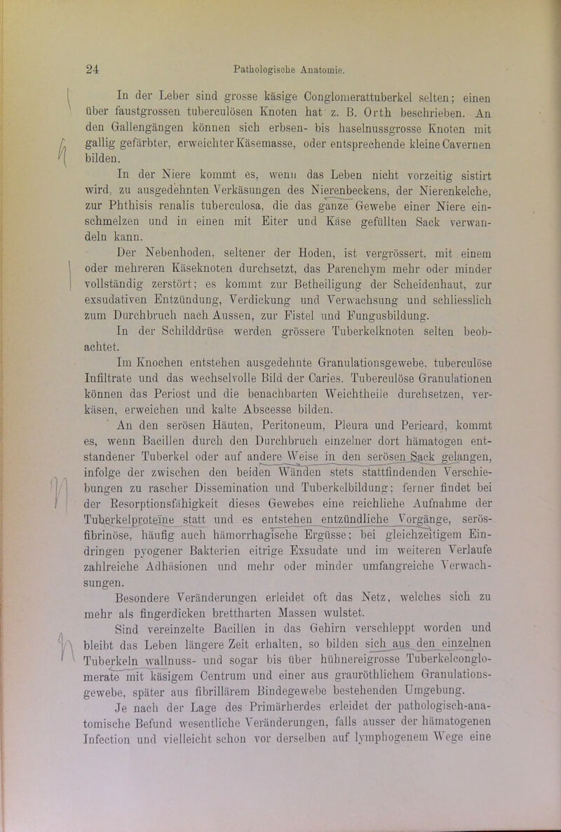 In der Leber sind grosse käsige CJonglomerattuberkel selten; einen über faustgrosseil tuberculösen Knoten bat z. B. Orth beschrieben. An den Gallengängen können sich erbsen- bis haselnussgrosse Knoten mit gallig gefärbter, erweichter Käsemasse, oder entsprechende kleine Cavernen bilden. In der Niere kommt es, wenn das Leben nicht vorzeitig sistirt wird, zu ausgedehnten Verkäsungen des Nierenbeckens, der Nierenkelche, zur Phthisis renalis tuberculosa, die das ganze Gewebe einer Niere ein- schmelzen und in einen mit Eiter und Käse gefüllten Sack verwan- deln kann. Der Nebenhoden, seltener der Hoden, ist vergrössert, mit einem oder mehreren Käseknoten durchsetzt, das Parenchym mehr oder minder vollständig zerstört; es kommt zur Betheiligung der Scheidenhaut, zur exsudativen Entzündung, Verdickung und Verwachsung und schliesslich zum Durchbruch nach Aussen, zur Fistel und Fungusbildung. In der Schilddrüse werden grössere Tuberkelknoten selten beob- achtet. Im Knochen entstehen ausgedehnte Granulationsgewebe, tuberculöse Infiltrate und das wechselvolle Bild der Caries. Tuberculöse Granulationen können das Periost und die benachbarten Weichtheiie durchsetzen, ver- käsen, erweichen und kalte Abscesse bilden. An den serösen Häuten, Peritoneum, Pleura und Pericard, kommt es, wenn Bacillen durch den Durchbruch einzelner dort hämatogen ent- standener Tuberkel oder auf andere Weise in den serösen Sa^kjrelangen. infolge der zwischen den beiden Wänden stets stattfindenden Verschie- bungen zu rascher Dissemination und Tuberkelbildung; feiner findet bei der Resorptionsfähigkeit dieses Gewebes eine reichliche Aufnahme der Tuberkelproteine statt und es entstehen entzündliche Vorgänge, serös- fibrinöse, häufig auch hämorrhagische Ergüsse; bei gleichzeitigem Ein- dringen pyogener Bakterien eitrige Exsudate und im weiteren Verlaufe zahlreiche Adhäsionen und mehr oder minder umfangreiche Verwach- sungen. Besondere Veränderungen erleidet oft das Netz, welches sich zu mehr als fingerdicken brettharten Massen wulstet. Sind vereinzelte Bacillen in das Gehirn verschleppt worden und bleibt das Leben längere Zeit erhalten, so bilden sich aus den einzelnen Tuberkeln wallnuss- und sogar bis über hühnereigrosse Tuberkelconglo- merate mit käsigem Centrum und einer aus grauröthlichem Granulations- gewebe, später aus fibrillärem Bindegewebe bestehenden Umgebung. Je nach der Lage des Primärherdes erleidet der pathologisch-ana- tomische Befund wesentliche Veränderungen, falls ausser der hämatogenen Infection und vielleicht schon vor derselben auf lymphogenem V ege eine