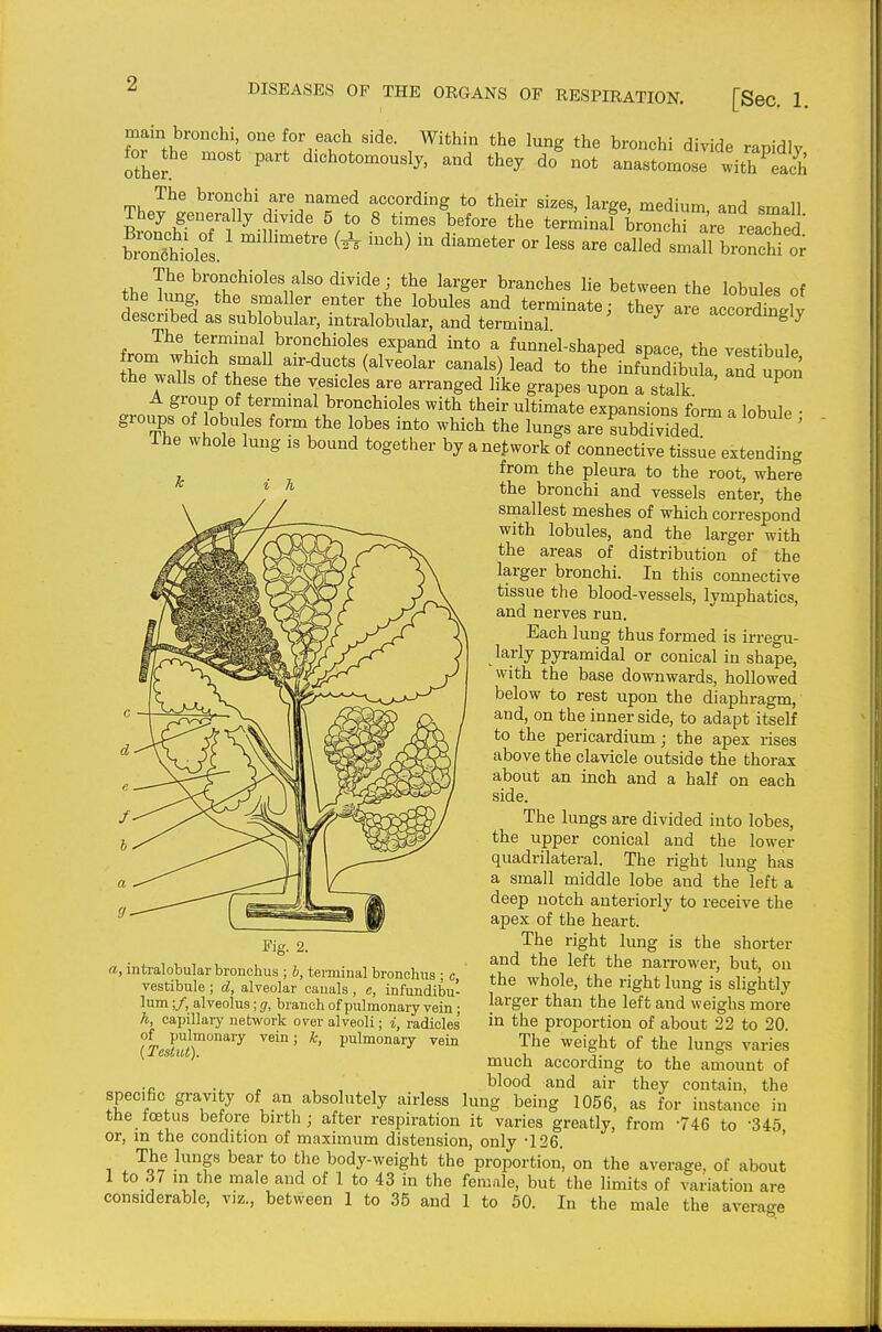 main bronchi one for each side. Within the lung the bronchi divide ranidlv forjhe most part dichotomously, and they do^ot anastomose with Tach The bronchi are named according to their sizes, large, medium and small They generally divide 5 to 8 times before the terminal bronchrare iX l f>,.T^' bronchioles also divide ; the larger branches Ke between the lobules of the lung, the smaller enter the lobules and terminate; they are accordWlv described as sublobular, intralobular, and terminal accordingly fr. bronchioles expand into a funnel-shaped space, the vestibule from which small air-ducts (alveolar canals) lead to the infundibula Ind uDon the walls of these the vesicles are arranged like grapes upon a stalk ' ^ A group of termmal bronchioles with their ultimate expansions form a lobule • groups of lobules form the lobes into which the lungs are subdivided ' ihe whole lung is bound together by a network of connective tissue extending from the pleura to the root, where the bronchi and vessels enter, the smallest meshes of which correspond with lobules, and the larger with the areas of distribution of the larger bronchi. In this connective tissue the blood-vessels, lymphatics, and nerves run. Each lung thus formed is irregu- larly pyramidal or conical in shape, with the base downwards, hollowed below to rest upon the diaphragm, and, on the inner side, to adapt itself to the pericardium; the apex rises above the clavicle outside the thorax about an inch and a half on each side. The lungs are divided into lobes, the upper conical and the lower quadrilateral. The right lung has a small middle lobe and the left a deep notch anteriorly to receive the apex of the heart. The right lung is the shorter and the left the narrower, but, on the whole, the right lung is slightly larger than the left and weighs more in the proportion of about 22 to 20. The weight of the lungs varies much according to the amount of • c ^ , , , blood and air they contain, the specific gravity of an absolutely airless lung being 1056, as for instance in tbe foetus before birth; after respiration it varies greatly, from -746 to -345 or, m the condition of maximum distension, only -126. ' Tbe lungs bear to the body-weight the proportion, on the average, of about 1 to 37 in the male and of 1 to 43 in the female, but the limits of variation are considerable, viz., between 1 to 35 and 1 to 50. In the male the average Fig. 2. a, intralobular bronchus ; b, terminal bronchus ; c, vestibule ; d, alveolar canals , c, infundibu- hun;/, alveolus; g, branch of pulmonary vein; h, capillary network over alveoli; i, radicles' of pulmonary vein; k, pulmonary vein {Teslul).