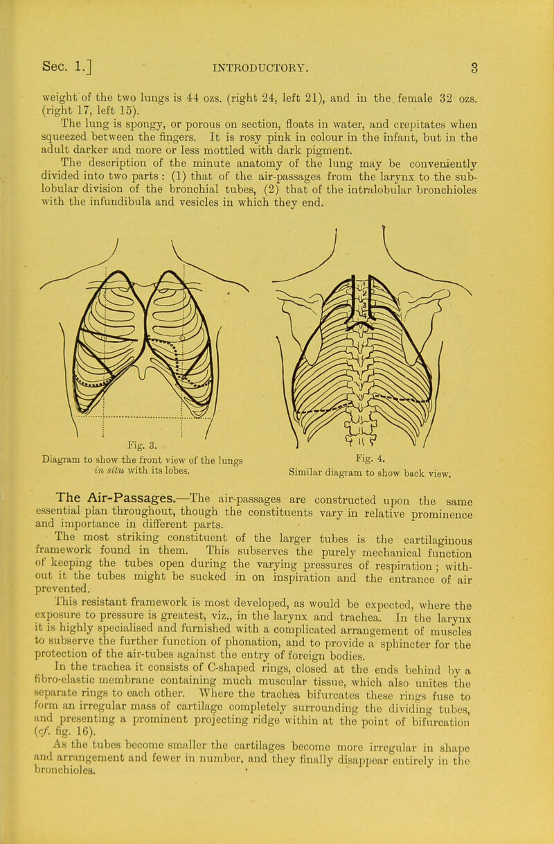 weight of the two lungs is 44 ozs. (right 24, left 21), and in the female 32 ozs. (right 17, left 15). The lung is spongy, or porous on section, floats in water, and crepitates when squeezed between the fingers. It is rosy pink in colour in the infant, but in the adult darker and more or less mottled with dark pigment. The description of the minute anatomy of the lung may be conveniently divided into two parts : (1) that of the air-passages from the larynx to the sub- lobular division of the bronchial tubes, (2) that of the intralobular bronchioles with the infundibula and vesicles in which they end. Diagi-am to show the front view of the lungs ^ig- 4. in situ with its lobes. Similar diagi'am to show back view. The Air-Passages.—The air-passages are constructed upon the same essential plan throughout, though the constituents vary in relative prominence and importance in diiferent parts. The most striking constituent of the larger tubes is the cartilaginous framework found in them. This subserves the purely mechanical function of keeping the tubes open during the varying pressures of respiration; with- out it the tubes might be sucked in on inspiration and the entrance of air prevented. This resistant framework is most developed, as would be expected, where the exposure to pressure is greatest, viz., in the larynx and trachea. In the larynx it is highly specialised and furnished with a complicated arrangement of muscles to subserve the further function of phonation, and to provide a sphincter for the protection of the air-tubes against the entry of foreign bodies. In the trachea it consists of C-shaped rings, closed at the ends behind by a fibro-elastic membrane containing much muscular tissue, which also unites the separate rings to each other. Where the trachea bifurcates these rings fuse to form an irregular mass of cartilage completely surrounding the dividing tubes, and presenting a prominent projecting ridge within at the point of bifurcation ('/• fig. 16). As the tubes become smaller the cartilages become more irregular in shape and arrangement and fewer in number, and they finally disappear entirely in the bronchioles.