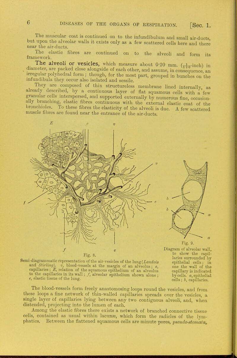 The muscular coat is continued on to the infundibulum and small air-ducts but upon the alveolar walls it exists only as a few scattered cells here and there near the air-ducts. The elastic fibres are continued on to the alveoli and form its framework. The alveoli or vesicles, which measure about 0-20 mm. ( I inch) in diameter, are packed close alongside of each other, and assume, in consequence an irregular polyhedral form ; though, for the most part, grouped in bunches on 'the niiundibula they occur also isolated and sessile. They are composed of thin structureless membrane lined internally as already described, by a continuous layer of flat squamous cells with a'few granular cells interspersed, and supported externally by numerous fine, occasion- ally branching, elastic fibres continuous with the external elastic coat of the bronchioles. To these fibres the elasticity of the alveoli is due. A few scattered muscle fibres are found near the entrance of the air-ducts. E C It f e Fig. 8. Semi-diagi-ammatic representation of the air-vesicles of the lung (iandois and Stirling), v, blood-vessels at the margin of an alveolus; c, capillaries; E, relation of the squamous epithelium of an alveolus to the capillaries in its wall; /, alveolar epitheliiun shown alone ; e, elastic tissue of the lung. Fig. 9. Diagram of alveolar wall,, to show the capO- laries surrounded by epithelial cells; in one the wall of the- capillary is indicated by cells, a, epithelial cells; 6, capUlaries. The blood-vessels form freely anastomosing loops round the vesicles, and from these loops a fine network of thin-walled capillaries spreads over the vesicles, a single layer of capillaries lying between any two contiguous alveoli, and, when distended, projecting into the lumen of each. Among the elastic fibres there exists a network of branched connective tissue cells, contained as usual within lacunse, which form the radicles of the lym- phatics. Between the flattened squamous cells are minute pores, pseudostomaia.