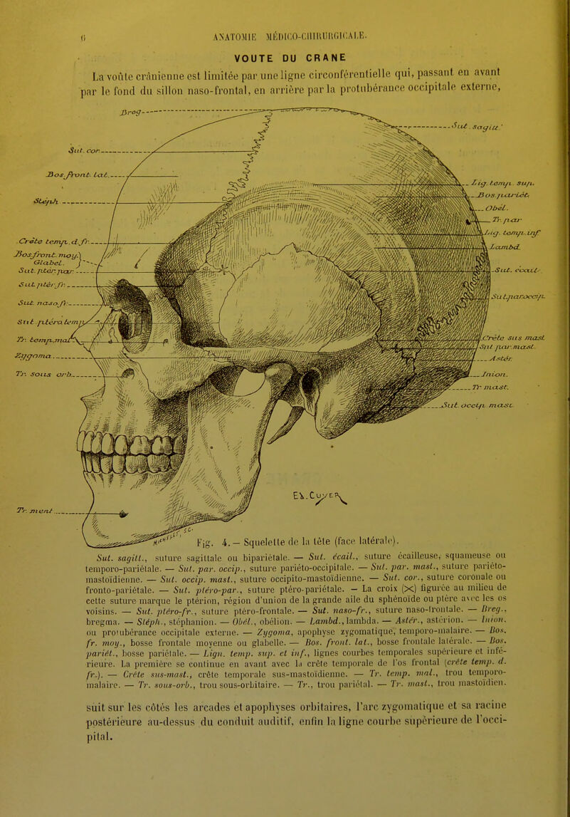 ANATOMii'] Mi';i)i(;n-(;iiiiiiiu(in:Ai,E. VOUTE DU CRANE La voûlo crânienne est limitée par une ligne circonférontielle qui, passant en avant par le fond du sillon naso-lVontal, en arrière parla protubérance occipitale externe, JJraff <Ste/uh --- .Craie tcmn..d.fr. t-hr- Jk Jiosjhont. nioy.) ///' Glabel. y Sut. Jttér.pxxr.... «S iti. jttéij'i: St.Lt. najn.^/t: Jj: c<FJnp.,maJrO\-—if^ aAJ Tj: sotLs OJ-b. , Tr. jiiant .Crète sus mas/. Ajitér. Jnion. mcust. Fjg. 4.— Squeielle de la lèle (face latérale). Sut. sagill., sulure sagiUale ou bipariélalc. — Sut. écail., suture écailteuse, squameuse ou lemporo-pariélale. — Sut. par. occip., sutui'e pai'iéto-occipitalc. — Sttl. par. masl., sulure pariéto- mastoïdienne. — Sut. occip. masl., suture occipito-mastoïdieune. — Sut. cor., sulure coroiiale ou fronto-pai'iétale. — Sut. pléro-par., suture ptéro-pariétale. - La croix (x) figurée au milieu de cette suture marque le ptérion, régiou d'union de la grande aile du sphénoïde ou plére aM-c les os voisins. — Sut. pléro-fr., suture ptéro-frontale. — Sut. naso-fr., suture naso-Iroiilalo. — Dreg., brcgma. — Slépli., slcphanion. — Obéi., obélion. — LawM., lambda. — Aster., astcrion. — Iniun. ou protubérance occipitale externe. — Zygonia, apophyse zygomatique, temporo-nialaire. — Dos. fr. moy., bosse frontale moyenne ou glabelle. — Bos. front, lal., bosse frontale lalérulo. — /^f- pariél., bosse pariélale. — Lign. temp. sup. et inf., lignes courbes temporales supérieure et infé- rieure. La première se continue en avant avec la crête temporale de l'os frontal [crête temp. d. fr.). — Crète .ms-mast., crête temporale sus-mastoïdienne. — Tr. temp. mal., trou temporo- malairc. — Tr. .wus-orb., trou sous-orbitaire. — Tr., trou pariélnl. — Tr. masl., trou mastoïdien. suit sur les côtés les arcades et apophyses orbilaires, l'arc zygomatique et sa racine postérieure au-dessus du conduit auditif, enfin la ligne courbe supérieure de l'occi- pilal.
