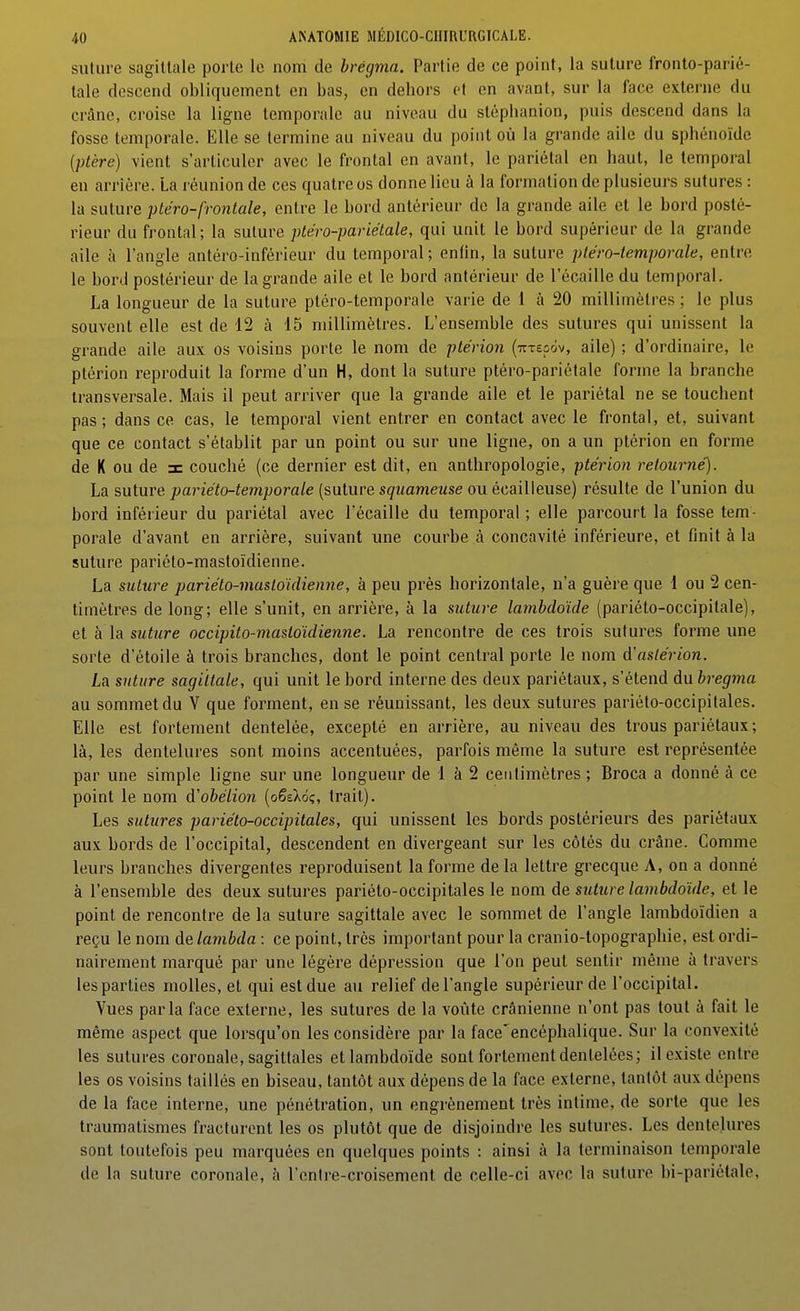 suture sagittale porte le nom de brégma. Partie de ce point, la suture fronto-parié- tale descend obliquement en bas, en dehors et en avant, sur la face externe du crâne, croise la ligne temporale au niveau du stéphanion, puis descend dans la fosse temporale. Elle se termine au niveau du point où la grande aile du sphénoïde {ptère) vient s'articuler avec le frontal en avant, le pariétal en haut, le temporal en arrière. La réunion de ces quatre os donne lieu à la formation de plusieurs sutures : la suture ptéro-frontale, entre le bord antérieur do la grande aile et le bord posté- rieur du frontal ; la suture ptéro-pariétale, qui unit le bord supérieur de la grande aile à l'angle antéro-inférieur du temporal; enfin, la suture ptéro-temporale, entre le bord postérieur de la grande aile et le bord antérieur de l'écaillé du temporal. La longueur de la suture ptéro-temporale varie de 1 à 20 millimètres ; le plus souvent elle est de 12 à 15 millimètres. L'ensemble des sutures qui unissent la grande aile aux os voisins porte le nom de plérion (ittecôv, aile) ; d'ordinaire, le ptérion reproduit la forme d'un H, dont la suture ptéro-pariétale forme la branche transversale. Mais il peut arriver que la grande aile et le pariétal ne se touchent pas; dans ce cas, le temporal vient entrer en contact avec le frontal, et, suivant que ce contact s'établit par un point ou sur une ligne, on a un ptérion en forme de K ou de a: couché (ce dernier est dit, en anthropologie, ptérion retourne'). La suture pariéto-temporale (suture squameuse ou écailleuse) résulte de l'union du bord inférieur du pariétal avec l'écaillé du temporal ; elle parcourt la fosse tem- porale d'avant en arrière, suivant une courbe à concavité inférieure, et finit à la suture pariéto-mastoïdienne. La suture pariéto-mastoïdienne, h peu près horizontale, n'a guère que 1 ou 2 cen- timètres de long; elle s'unit, en arrière, à la suture lamhdoïde (pariéto-occipitale), et à la sMfwre occipito-mastoïdienne. La rencontre de ces trois sutures forme une sorte d'étoile à trois branches, dont le point central porte le nom à'aslérion. La suture sagittale, qui unit le bord interne des deux pariétaux, s'étend du bregma au sommet du V que forment, en se réunissant, les deux sutures pariéto-occipitales. Elle est fortement dentelée, excepté en arrière, au niveau des trous pariétaux ; là, les dentelures sont moins accentuées, parfois même la suture est représentée par une simple ligne sur une longueur de 1 à 2 centimètres ; Broca a donné à ce point le nom d'obélion (oêeXoç, trait). Les sutures pariéto-occipitales, qui unissent les bords postérieurs des pariétaux aux bords de l'occipital, descendent en divergeant sur les côtés du crâne. Comme leurs branches divergentes reproduisent la forme de la lettre grecque A, on a donné à l'ensemble des deux sutures pariéto-occipitales le nom de suture lambdoïde, et le point de rencontre de la suture sagittale avec le sommet de l'angle lambdoïdien a reçu le nom de lambda : ce point, très important pour la cranio-topographie, est ordi- nairement marqué par une légère dépression que l'on peut sentir même à travers les parties molles, et qui est due au relief de l'angle supérieur de l'occipital. Vues parla face externe, les sutures de la voûte crânienne n'ont pas tout à fait le même aspect que lorsqu'on les considère par la face'encéphalique. Sur la convexité les sutures coronale, sagittales et lambdoïde sont fortement dentelées; il existe entre les os voisins taillés en biseau, tantôt aux dépens de la face externe, tantôt aux dépens de la face interne, une pénétration, un engrènement très intime, de sorte que les traumatismes fracluront les os plutôt que de disjoindre les sutures. Les dentelures sont toutefois peu marquées en quelques points : ainsi à la terminaison temporale de la suture coronale, à l'enlre-croisemenl de celle-ci avec la suture bi-pariétale,