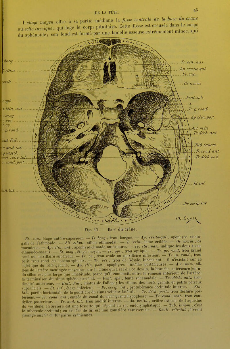 43 Vétage moyen offre à sa pariic médiane lu fosse centrale de la base du crâne ou selle turciL qui loge le corps pituitairc. Celle fosse est creusée dans le corps du sphénoïde son fond est formé par une lamelle osseuse exlrèmemenl mince, qui Tr eLh. aas Ap cnsta. gai Tr déch arU. dot Fol. \r. aud. mi.. . q. vtstLb. iout. ré.lro-Lub. h cond. fost _ Jld). innom. . Tr. cond anl ..Trdcc/i piKSt. hn. lot .J^. occip int — Base du crâne. EL, Slip., étage antéro-supcrieur. — Tr.borg., trou borgne. — Ap. crisla-gal., apophyse crista- galli de rcllimoïdc. — S/7, ellim., sillon ethmoïdal. — L. crib., lame criblée. — Os worm., os wormiens. — Ap. clin, anl., apopliysc cliiioïde antérieure. — Tr. eth. nas., indique les deux trous ethmoïdo-nasaux. — Ét. moy., étage moyen. — Tr. opl., trou optique. — Tr. qr. rond, trou grand rond ou maxillaire supérieur. — Tr. ov., trou ovale ou maxillaire inférieur. — Tr. p. rond., trou petit trou rond ou spliéno-spineux. — Tr. vés., trou de Vésale, inconstant : il n'existait sur ce sujet que du côté gauche. — Ap. clin, posl., apophyses clinoïdes postérieures. — Art. mén., sil- lons de l'artère méningée moyenne; sur le crAne qui a servi ii ce dessin, la branche antérieure (en a) du sillon est plus largo que d'habitude, parce qu'il contenait, outre le rameau antérieur de l'artère, la terminaison du sinus sphéno-pariélal. — Vcn(. sph., fente spliénoïdale. — Tr. ddch. ant„ trou déchiré antérieur. — llial. F al., hiatus de Kallope; les sillons des nerfs grands et petits pétreux superficiels. — El. iiif., étage inféi'ieur. — Pr. occip. int., protubérance occipitale interne. — Sin. lal., partie horizontale de la gouttière du sinus veineux latéral. — Tr. déch. post., trou déchiré pos- térieur. — Tr. cond. anl., entrée du canal du nerf grand hypoglosse. — Tr. cond. posl., trou con- dvlien postérieur. — Tr. aud. inl., trou auditif interne. — Aq. veslih., orifice externe de l'aqueduc du vestibule, en arriére est une fossette qui répond au sac endolympliatique. — Tub. iimom., c'est le tubercule occipital; en arrière de lui est une gouUière transversale. — Goull. rélrolub.. livrant