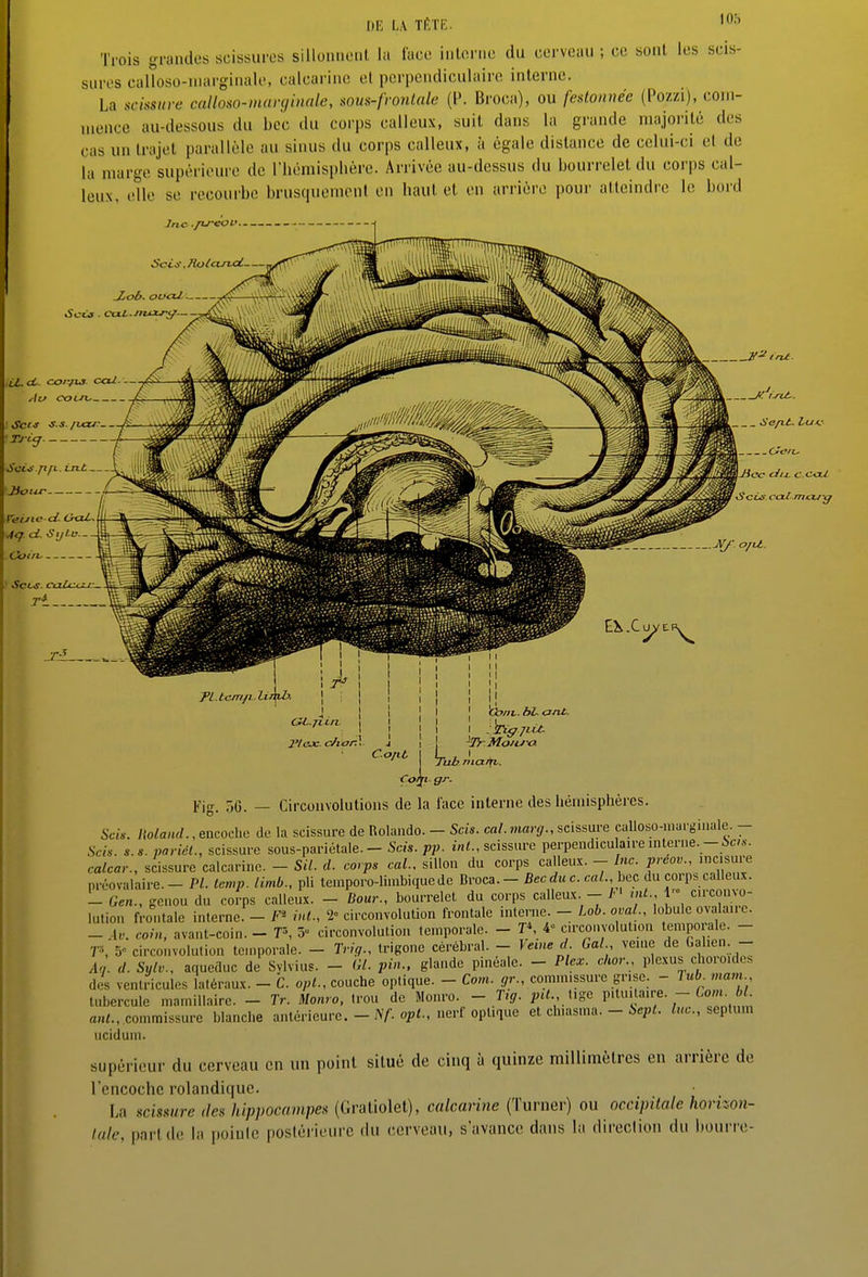 IIK LA TI'TF,. '^'^ Trois grandes scissures silloniieul la face iiilenic du cerveau ; ce sont les scis- sui-es calîoso-niai'ginale, calcariiic et perpendiculaire interne. La scissure calloso-marginale, som-fvonlale (P. Broca), ou festonnée (Pozzi), com- mence au-dessous du bec du corps calleux, suit dans la grande iiiajoi-ilé des cas un trajet parallèle au sinus du corps calleux, à égale dislance de celui-ci et de la marge supérieure de l'hémisplière. Arrivée au-dessus du bourrelet du corps cal- leux, elle se recourbe brusquement en haut et en arrière pour atteindre le bord Inc ./weoi'. ■ScLS.Ho(cirt.al- _ Scia. caM-niM-i/- V^irU .CLoL. conpji- cal.— Att coon, Sct^s s.s./var. ■Tj-ig Sci<i jifL, isU. Jiotw slç. d. Si/lo C4>//i ^4 JT^ . Mj: o/u. GL.JI in, 2'lax. c/tar\ Ct>ni. tiL ont. Fig. 56. Corpgr. Circonvolutions de la face interne des hémisphères. Sa», lloland., encoche de la scissure de Rolaudo. - Sois. cal. marg., scissure calloso-uiai'giuale. - Sch. s.s. pariél., scissure sous-pariétale. - Sm. pp. int., scissure perpendiculaire interne. calcar., scissure calcarinc. - SU. d. corps cal., sillon du corps calleux. - Inc. preov., incisure nréovalaire.- Pl. temp. limb., pli temporo-linibiquede Broca. - Bec-rfu c. «iL, bec du corps calleux. - Gen., ijenou du corps calleux. - Bour., bourrelet du corps calleux. - 7'' inL., circonvo- lulion frontale interne. - F* int.. 2= circonvolution frontale interne. - Lob. ovaL. lobule ovalairc. - .1.. coin, avant-coin. - T\ 5 circonvolution temporale. - T\ ¥ circonvolution temporale. - T\ 5 circonvolution temporale. - Tvig.. trigone cérébral. - Veine d Gai veine de Gahen. - A< . d. Sylv., aqueduc de Sylvius. - Gl. pin., glande pinéale. - Plex. chor.. plexus choroïde, des ventricules latéraux. - C. opL, couche optique. - Com. gr., commissure grise. - 7«6. mam tubercule mamillairc. - Tr. Monro, Irou de Monro. - T^g. ptt., Ugo p.tu.taire. - 6om a,./., commissure blanche antérieure. - JV/. o^'- nerf optique et clnasma. - i«6-., septum uciduni. supérieur du cerveau en un point situé de cinq à quinze miUimèlres en arrière de l'encoche rolandique. La scismre des hippocampes (Graliolet), calcarine (Turnei-) ou occipitale horizon- laie, pari de la pointe poslériein-e du cerveau, s'avance dans la direction du bourre-