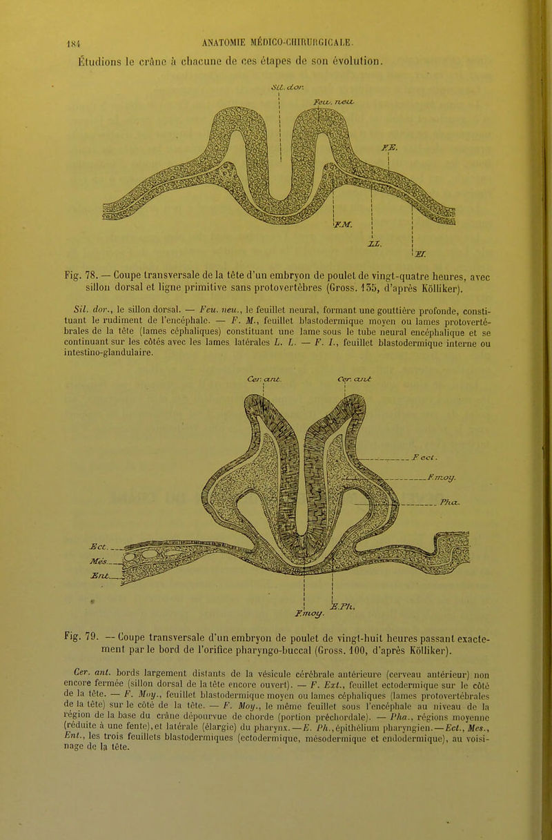 Fig. 78. — Coupe transversale de la tête d'un embryon de poulet de vingt-quatre heures, avec sillon dorsal et ligne primitive sans protovertèbres (Gross. 135, d'après Kôlliker). SU. dor., le sillon dorsal. — Feu. neu., le feuillet ncural, formant une gouttière profonde, consti- tuant le rudiment de l'encéphale. — F. M., feuillet blaslodermique moyen ou lames protoverté- brales de la tèle (lames ccphaliques) constituant une lame sous le tube neural encéphalique et se continuant sur les côtés avec les lames latérales L. L. — F. /., feuillet blaslodermique interne ou intestino-glandulaire. Ce/: ané. Cer. aji^ I ' Fig. 79. — Coupe transversale d'un embryon de poulet de vingt-huit heures passant exacte- ment parle bord de l'orifice pharyngo-buccal (Gross. 100, d'après Kôlliker). Ctr. anl. bords largement distants de la vésicule cérébrale antérieure (cerveau antérieur) non encore fermée (sillon dorsal de la tète encore ouvert). — F. ExL, feuillet ectodermique sur le côté de la tète. — F. May., feuillet blastodermiquc moyen ou lames céphaliques (lames protovertébrales de la tète) sur le coté de la tète. — F. Motj., le môme feuillet sous l'encéphale au niveau de la région de la base du crâne dépourvue de chorde (portion préchordale). — Pha., régions moyenne (réduite à une fente),et latérale (élargie) du pharynx. —yj/i.,épilhélium pharyngien. —Ec^., Mes., Ent., les trois feuillets blastodermiques (ectodermique, mésodermique et eiulodermique), au voisi- nage de la tète.