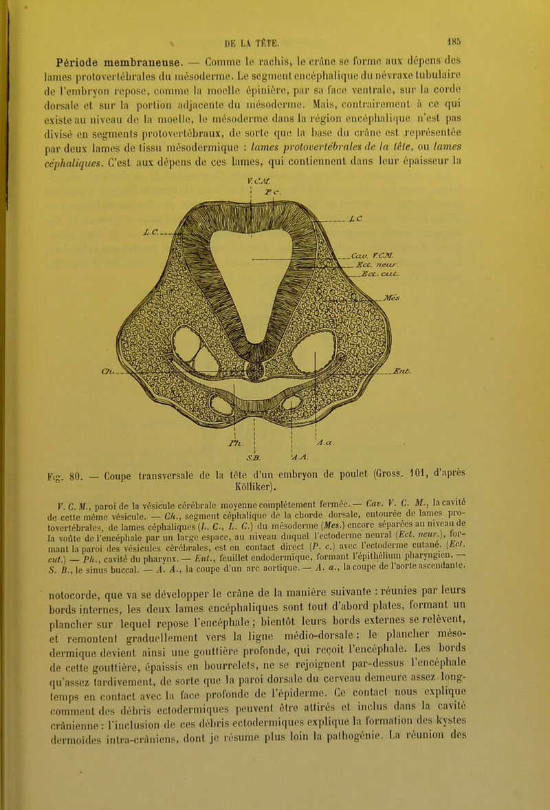 Période membraneuse. — Comme le rachis, le crâne se forme aux dépens des lames protovorlébrales du uiésodermo. Le scgrnoni, encéphalique du névraxe lul)ulaire de l'embryon repose, ('onune la mooUc épinièi'c, par sa \'iu;o. ventrale, sur la corde dorsale et sur la portion adjacente du rnésoderme. Mais, (contrairement à ce qui existe au niveau de la moelle, le mésoderme dans la région encéphali(|ue n'est pas divisé en segments protoverlébraux, de sorte que la base du crâne est représentée par deux lames de tissu mésodermique : lames protoverlébralcs de la lêle, ou lames céphaliques. C'est aux dépens de ces lames, qui contiennent dans leur épaisseur la Cav. rCM. Ect. JLcixr. Ch.- SJB. Fin- 80 — Coupe transversale de la tête d'un embryon de poulet (Gross. 101, d'après Kôlliker). V. C. M., paroi de la vésicule cérébrale moyenne complètement fermée.— Cav. V. C. M., la cavité de cette même vésicule. — Ch., segment céphalique de la chorde dorsale, entourée de lames pro- tovertébrales, de lames céphaliques {!,. C, L. C.) du mésoderme {Mes.) encore séparées au niveau de la voûte de l'encéphale par un large espace, au niveau duquel l'ectoderme neural (Ect. veur.), lor- mant la paroi des vésicules cérébrales, est en contact direct {P. c.) avec l'ectoderme culane. {bd. eut ) — Ph , cavité dupharvnx.— Eut., feuillet endodermique, formant l'épithéhum pharyngien. — S. B., le sinus buccal. - A. A., la coupe d'un arc aortique.- i. a., la coupe de l'aorte ascendante. notocorde, que va se développer le crâne de la manière suivante : réunies par leurs bords internes, les deux lames encéphaliques sont tout d'abord plates, formant un plancher sur lequel repose l'encéphale ; bientôt leurs bords externes se relèvent, et remontent graduellement vers la ligne médio-dorsale ; le plancher méso- dermique devient ainsi une gouttière profonde, qui reçoit l'encéphale. Les bords de cette gouttière, épaissis en bourrelets, ne se rejoignent par-dessus l'encéphale qu'assez tardivement, de sorte que la paroi dorsale du cerveau demeure assez long- temps en contact avec la face profonde de l'épiderme. Ce contact nous explique comment des débris eclodermiques peuvent être attirés et inclus dans la cavité crânienne: rinclusion de ces dél)ris eclodermiques explique la formation des kystes dermoïdcs intra-cràniens, dont je résume plus loin la palhogénie. La réunion des