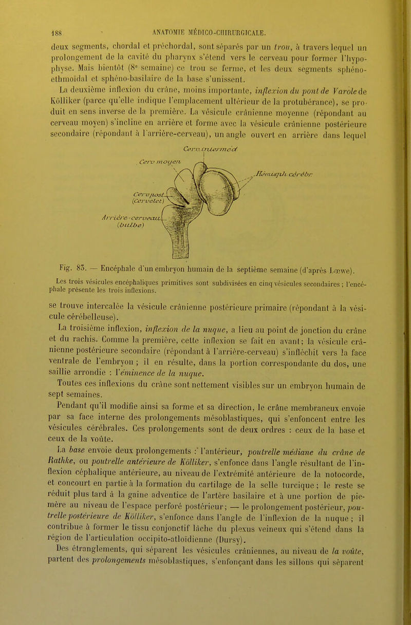 deux segments, chordal et préchordal, sont séparés par un Iroii, à travers lequel un prolongement de la cavité du pharynx s'élend vers le cerveau pour former l'hypo- physe. Mais bientôt (8° semaine) ce trou se ferme, et les deux segments sphéno- ethmoïdal et sphéno-basilaire de la base s'unissent. La deuxième inflexion du crâne, moins importante, inflexion du pont de Varolede Kôlliker (parce qu'elle indique l'emplacement ultérieur de la protubérance), se pro- duit en sens inverse de la première. La vésicule crânienne moyenne (répondant au cerveau moyen) s'incline en arrière et forme avec la vésicule crânienne postérieure secondaire (répondant à l arrière-cerveau), un angle ouvert en arrière dans lequel Arrièi'e-ceroeaxt,. .FL'iiUsnJL céréb/r Cerv./iost. (Cervelet) Fig. 83. — Encéphale dun embryon humain de la septième semaine (d'après Lœwe). Les trois vésicules encéphaliques primitives sont subdivisées en cinq vésicules secondaires ; l'encé- phale présente les trois inflexions. se trouve intercalée la vésicule crânienne postérieure primaire (répondant à la vési- cule cérébelleuse). La troisième inflexion, inflexion de la nuque, a lieu au point de jonction du crâne et du rachis. Comme la première, celte inflexion se fait en avant; la vésicule crâ- nienne postérieure secondaire (répondant à l'arrière-cerveau) s'infléchit vers la face ventrale de l'embryon ; il en résulte, dans la portion correspondante du dos, une saillie arrondie : ïéminence de la nuque. Toutes ces inflexions du crâne sont nettement visibles sur un embryon Immain de sept semaines. Pendant qu'il modifie ainsi sa forme et sa direction, le crâne membraneux envoie par sa face interne des prolongements mésoblastiques, qui s'enfoncent entre les vésicules cérébrales. Ces prolongements sont de deux ordres : ceux de la base et ceux de la voûte. La base envoie deux prolongements :' l'antérieur, poutrelle médiane du crâne de Hathke, ou poutrelle antérieure de Kôlliker, s'enfonce dans l'angle résultant de l'in- flexion cépbalique antérieure, au niveau de l'extrémité antérieure de la notocorde, et concourt en partie à la foliation du cartilage de la selle turcique ; le reste se réduit plus tard à la gaine adventice de l'artère basilaire et à une portion de pie- mère au niveau de l'espace perforé postérieur; — le prolongement postérieur, 7;o«- trellepostérieure de Kôlliker, s'enfonce dans l'angle de l'inflexion de la nuque ; il contribue à former le tissu conjonctif lâche du plexus veineux qui s'étend dans la région de l'articulation occipito-atloïdienne (Dursy), Des étranglements, qui séparent les vésicules crâniennes, au niveau de la voûte, partent des prolongements mésoblastiques, s'enfonçant dans les sillons qui séparent