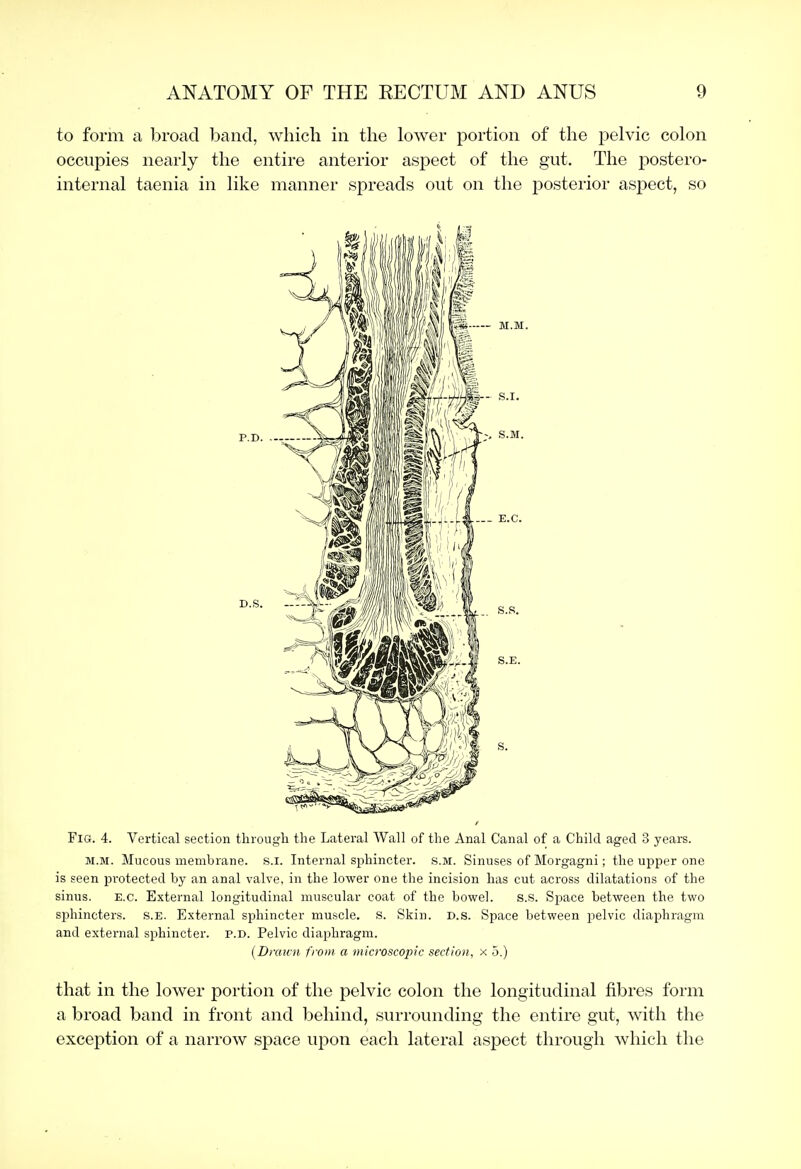 to form a broad band, which in the lower portion of the pelvic colon occupies nearly the entire anterior aspect of the gut. The postero- internal taenia in like manner spreads out on the posterior aspect, so P.D. . D.S. Fig. 4. Vertical section through the Lateral Wall of the Anal Canal of a Child aged 3 years. M.M. Mucous membrane. S.i. Internal sphincter. s.M. Sinuses of Morgagni; the upper one is seen protected by an anal valve, in the lower one the incision has cut across dilatations of the sinus. E.G. External longitudinal muscular coat of the bowel. s.s. Space between the two sphincters, s.e. External sphincter muscle, s. Skin. d.s. Space between pelvic diaphragm and external sphincter, p.d. Pelvic diaphragm. {Drawn from a microscopic section, x 5.) that in the lower portion of the pelvic colon the longitudinal fibres form a broad band in front and behind, surrounding the entire gut, with the exception of a narrow space upon each lateral aspect through which the