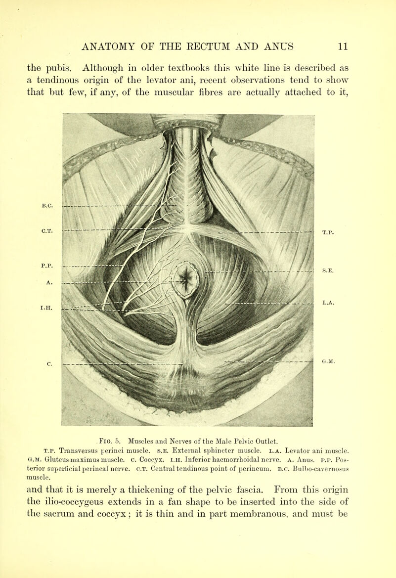 the pubis. Although in older textbooks this white line is described as a tendinous origin of the levator ani, recent observations tend to show that but few, if any, of the muscular fibres are actually attached to it, Fig. 5. Muscles and Nerves of the Male Pelvic Outlet. T.p. Transveisus perinei muscle. s.E. External sphincter muscle, l.a. Levator ani muscle. G.M. Gluteus maximus muscle, c. Coccyx, i.h. Inferior haemorrhoidal nerve, a. Anus. p.p. Pos- terior superficial perineal nerve. c.T. Central tendinous point of perineum. B.C. Bulbo-cavernosus muscle. and that it is merely a thickening of the pelvic fascia. From this origin the ilio-coccygeus extends in a fan shape to be inserted into the side of the sacrum and coccyx; it is thin and in part membranous, and must be