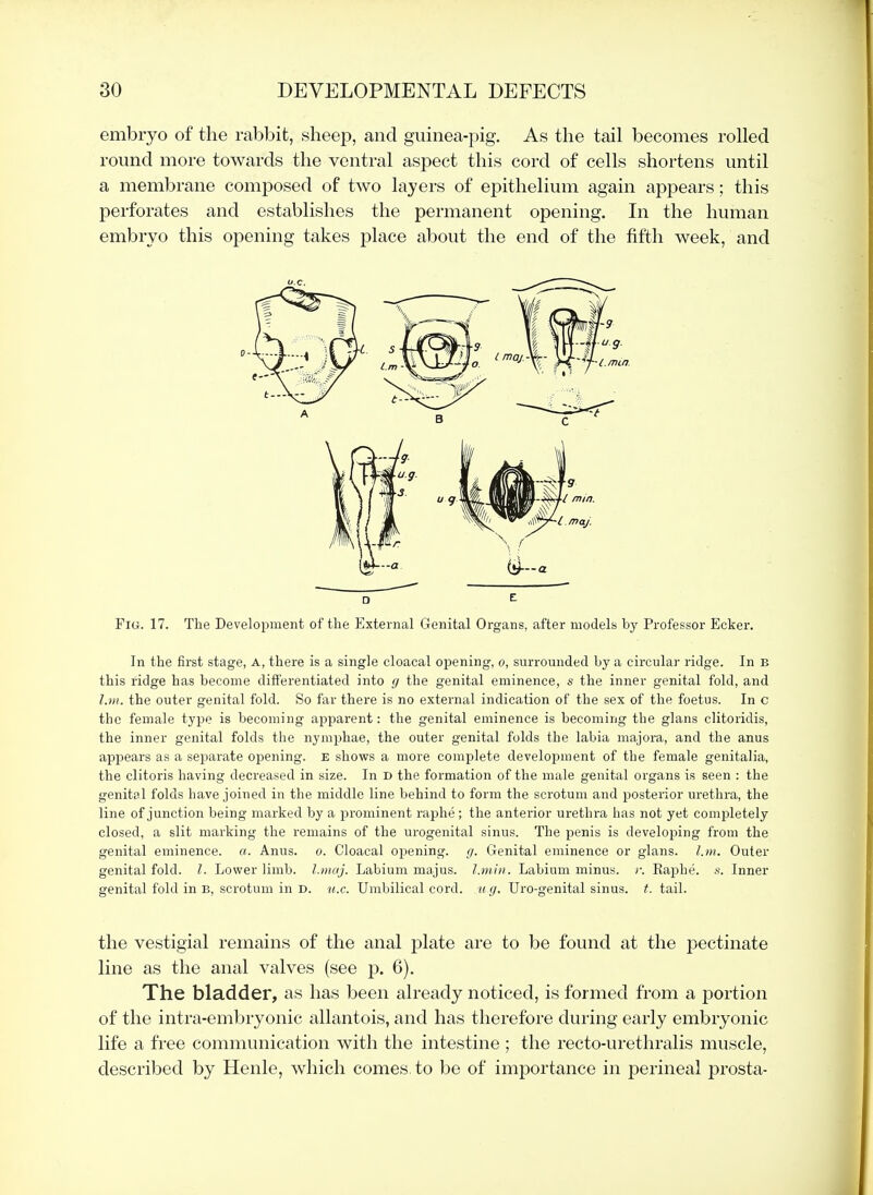 embryo of the rabbit, sheep, and guinea-pig. As the tail becomes rolled round more towards the ventral aspect this cord of cells shortens until a membrane composed of two layers of epithelium again appears; this perforates and establishes the permanent opening. In the human embryo this opening takes place about the end of the fifth week, and □ e: Fig. 17. The Development of the External Genital Organs, after models by Professor Eeker. In the first stage, A, there is a single cloacal opening, o, surrounded by a circular ridge. In B this ridge has become differentiated into g the genital eminence, s the inner genital fold, and l.m. the outer genital fold. So far there is no external indication of the sex of the foetus. In c the female type is becoming apparent: the genital eminence is becoming the glans clitoridis, the inner genital folds the nymphae, the outer genital folds the labia majora, and the anus appears as a separate opening, e shows a more complete development of the female genitalia, the clitoris having decreased in size. In D the formation of the male genital organs is seen : the genital folds have joined in the middle line behind to form the scrotum and posterior urethra, the line of junction being marked by a prominent raphe; the anterior urethra has not yet completely closed, a slit marking the remains of the urogenital sinus. The penis is developing from the genital eminence. «. Anus. o. Cloacal opening, g. Genital eminence or glans. l.m. Outer genital fold. I. Lower limb, l.maj. Labium majus. l.min. Labium minus. /•. Raphe, s. Inner genital fold in b, scrotum in D. xi.c. Umbilical cord, u g. Uro-genital sinus, t. tail. the vestigial remains of the anal plate are to be found at the j}ectinate line as the anal valves (see p. 6). The bladder, as has been already noticed, is formed from a portion of the intra-embryonic allantois, and has therefore during early embryonic life a free communication with the intestine ; the recto-urethralis muscle, described by Henle, which comes to be of importance in perineal prosta-