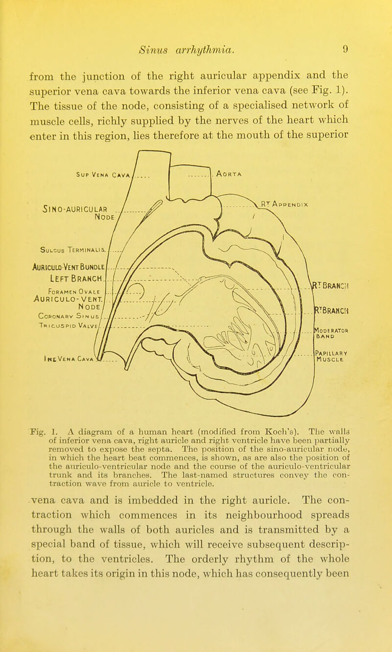 from the junction of the right auricular appendix and the superior vena cava towards the inferior vena cava (see Fig. 1). The tissue of the node, consisting of a specialised network of muscle cells, richly supplied by the nerves of the heart which enter in this region, Hes therefore at the mouth of the superior Fig. 1. A diagram of a human heart (modified from Koch's). The walU of inferior vena cava, right auricle and right ventricle have been partially removed to expose the septa. The position of the sino-auricular node, in which the heart beat commences, is shown, as are also the position of the auriculo-ventricular node and the course of the auriculo-ventricular trunk and its branches. The last-named structures convey the con- traction wave from auricle to ventricle. vena cava and is imbedded in the right auricle. The con- traction which commences in its neighbourhood spreads through the walls of both auricles and is transmitted by a special band of tissue, which will receive subsequent descrip- tion, to the ventricles. The orderly rhythm of the whole heart takes its origin in this node, which has consequently been