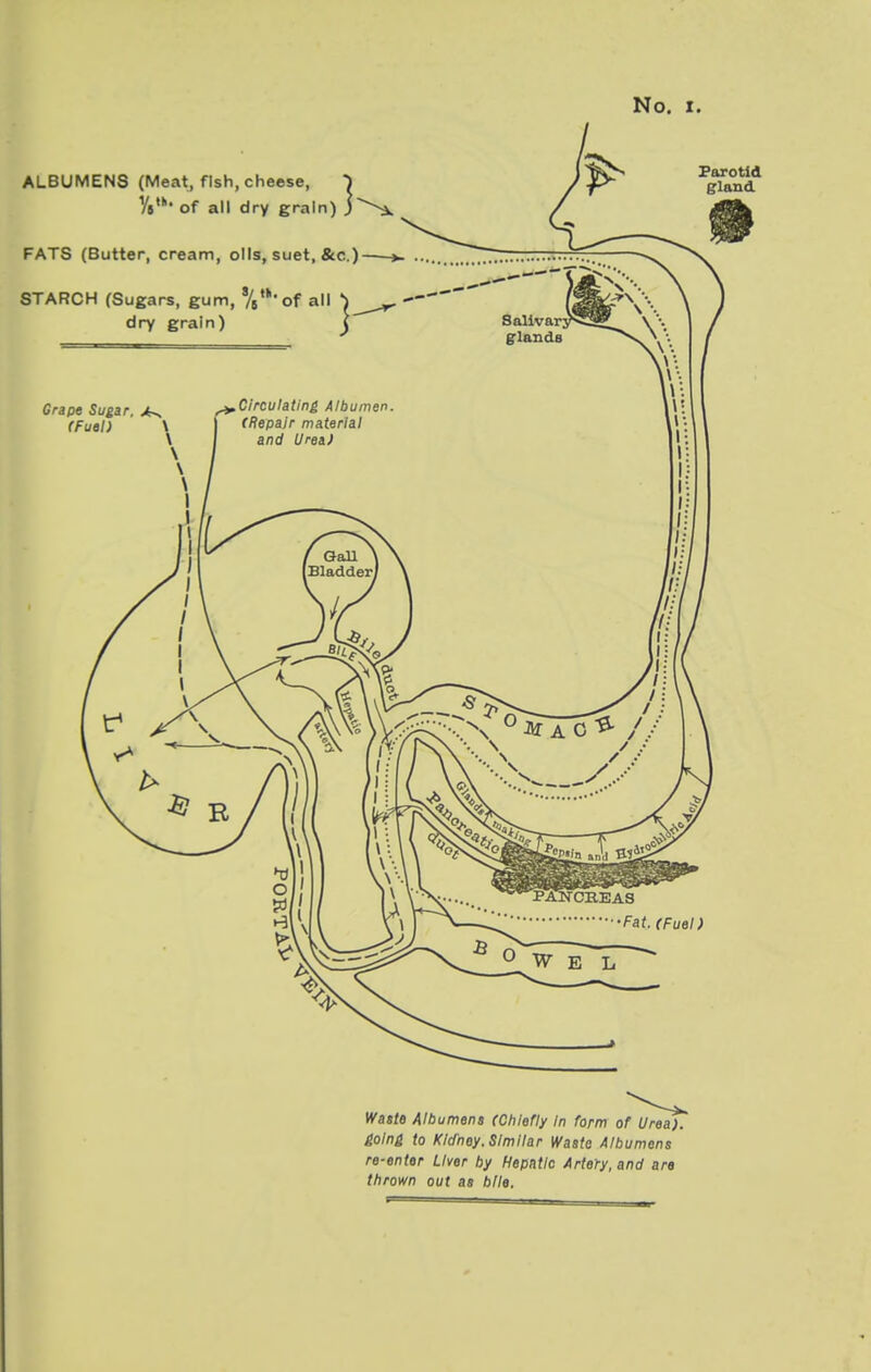 Waste Albumens (Chiefly In form of Urea), going to Kidney. Similar Waste Albumens re-enter Liver by Hepatic Artery, and are thrown out as bile.