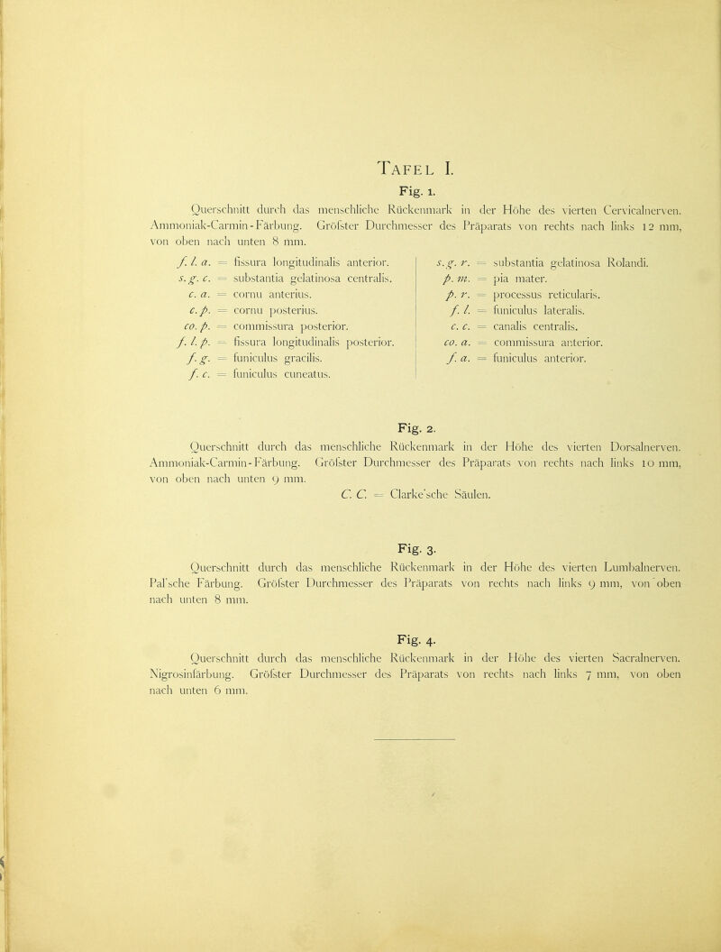 Fig. 1. Querschnitt durch das menschliche Rückenmark in der Höhe des vierten Cervicalnerven. Ammoniak-Carmin-Färbung. Gröfster Durchmesser des Präparats von rechts nach links 12 mm, von oben nach unten 8 mm. //. a. = fissura longitudinalis anterior. s.g. r. = substäntia gelatinosa Rolandi. s.g. c. = siibstantia gelatinosa centralis. p. m. = pia mater. c. a. = cornu anterius. p. r. = Processus reticularis. c.p. = cornu posterius. f.L = funiculus lateralis. CO. p. = coiumissura posterior. c. c. = canalis centralis. f.l.p. ^ fissura longitudinalis posterior. CO. a. = commissura anterior. f-g- = funiculus gracilis. f.a. = funiculus anterior. f-c. = funiculus cuneatus. Fig. 2. Querschnitt durch das menschliche Rückenmark in der Höhe des vierten Dorsalnerven. Ammoniak-Carmin-Färbung. Grölster Durchmesser des Präparats von rechts nach links lo mm, von oben nach unten 9 mm. C. C. = Clarke'sche Säulen. Fig. 3. Querschnitt durch das menschliche Rückenmark in der Höhe des vierten Lumbalnerven. Pal'sche Färbung. Gröfster Durchmesser des Präparats von rechts nach links 9 mm, von oben nach unten 8 mm. Fig. 4. Querschnitt durch das menschliche Rückenmark in der Höhe des vierten Sacralnerven. Nigrosinfärbung. Gröfster Durchmesser des Präparats von rechts nach links 7 mm, von oben nach unten 6 mm.