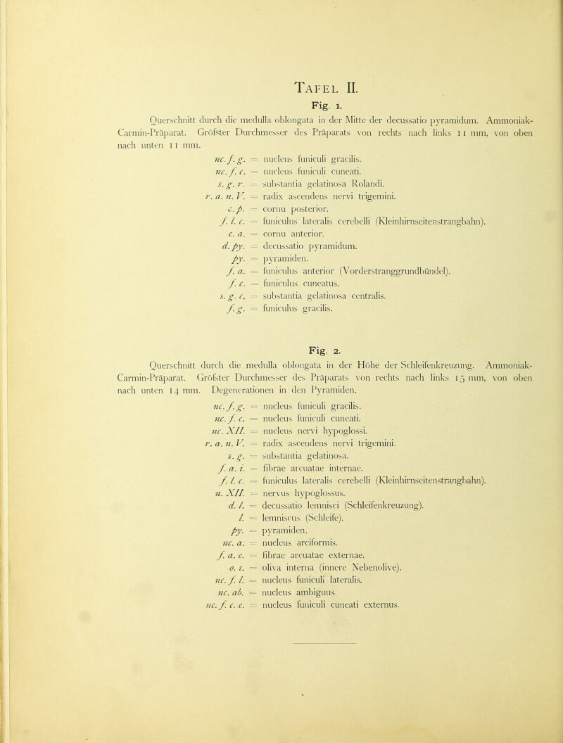 Fig. 1. Querschnitt durch die medulla oblongata in der Mitte der decussatio pyramidum. Ammoniak- Carmin-Präparat. Gröfster Durchmesser des Präparats von rechts nach links 11 mm, von oben nach unten 11 mm. nc.f.g. nucleus funiculi gracilis. nc. f. c. nucleus funiculi cuneati. s. g. r. substantia gelatinosa I-lolandi. r. a. n. V. radix ascendens nervi trigemini. c.p. cornu posterior. f. I.e. funiculus lateralis cerebelli (Kleinhirnseitenstrangbahn). c. a. cornu anterior. d.py. decussatio pyramidum. Py. Pyramiden. f.a. funiculus anterior (Vorderstranggrundbündel). f.c. funiculus cuneatus. s. g. c. substantia gelatinosa centralis. f-g- funiculus gracilis. Fig. 2. Querschnitt durch die medulla oblongata in der Höhe der Schleifenkreuzung. Ammoniak- Carmin-Präparat. Gröfster Durchmesser des Präparats von rechts nach links 15 mm, von oben nach unten 14 mm. Degenerationen in den Pyramiden. nc.fg. nucleus funiculi gracilis. nc. f. c. nucleus funiculi cuneati. nc. XII. nucleus nervi hypoglossi. r. a. n. V. radix ascendens nervi trigemini. s.g. substantia gelatinosa. f. a. i. fibrae arcuatae internae. fl.c. funiculus lateralis cerebelli (Kleinhirnseitenstrangbahn). n. XII nervus hypoglossus. d.i. decussatio lemnisci (Schleifenkreuzung). l. lemniscus (Schleife). py- Pyramiden. nc. a. nucleus arciformis. f. a. e. fibrae arcuatae externae. 0. ?. Oliva interna (innere Nebenolive). nc.fi. nucleus funiculi lateralis. nc. ab. nucleus ambiguus. nc. f. c. e. nucleus funiculi cuneati externus.