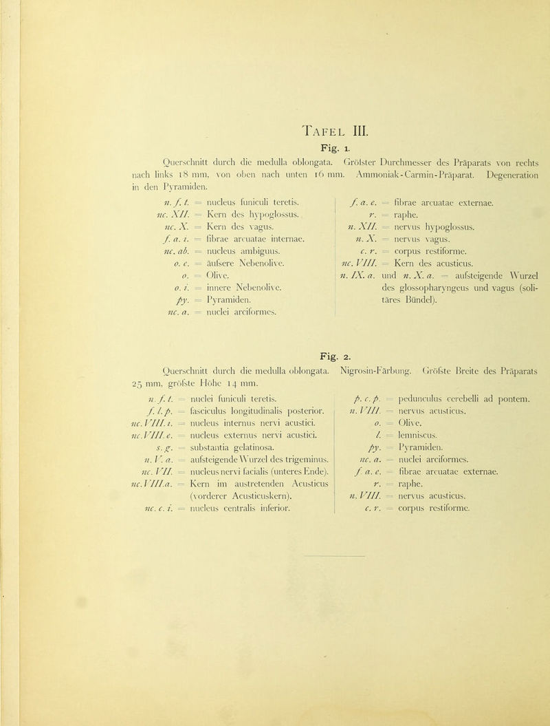 Fig. 1. Querschnitt durch die medulla oblongata. Grölster Durchmesser des Präparats von rechts nach links i8 mm, von oben nach unten i6 mm. Ammoniak-Carmin-Präparat. Degeneration in den Pyramiden. n. f. t. nucleus funiculi teretis. f. a. e. = fibrae arcuatae externae. nc. XII. Kern des hypoglossus. r. = raphe. HC. X. Kern des vagus. n. XII. = nervus hypoglossus. f. a. i. fibrae arcuatae internae. n. X. = ner\us vagus. nc. ab. nucleus ambiguus. c. r. = corpus restiforme. 0. e. äufsere Nebenolive. nc. VIII = Kern des acusticus. 0. Olive. n. IX. a. und n. X. a. = aufsteigende ^Vurzel 0. i. innere Nebenolive. des glossopharyngeus und vag •■US (soll- py- Pyramiden. täres Bündel). nc. a. nuclei arciformes. Fig. 2. Querschnitt durch die medulla oblongata. Nigrosin-Färbung. Gröfste Breite des Präparats 25 mm, grofste Höhe 14 mm. 11. f. t. == nuclei funiculi teretis. i p.c.p. f.Ip. = fasciculus longitudinalis posterior. n.VIII. nc. JVII i. = nucleus internus nervi acustici. o. nc. VIII e. = nucleus externus nervi acustici. /. s. (r, = substantia gelatinosa. />y. n.l'\a. = aufsteigende Wurzel des trigeminus. nc. a. nc. VII. = nucleus nervi facialis (unteres Ende). f. a. e. nc. Villa. = Kern im austretenden Acusticus r. (vorderer Acusticuskern). n. VIII. nc. c. i. = nucleus centralis inferior. c. r. pedunculus cerebelli ad pontem. nervus acusticus. Olive, lemniscus. Pyramiden, nuclei arciformes. fibrae arcuatae externae. raphe. nervus acusticus. corpus restiforme.