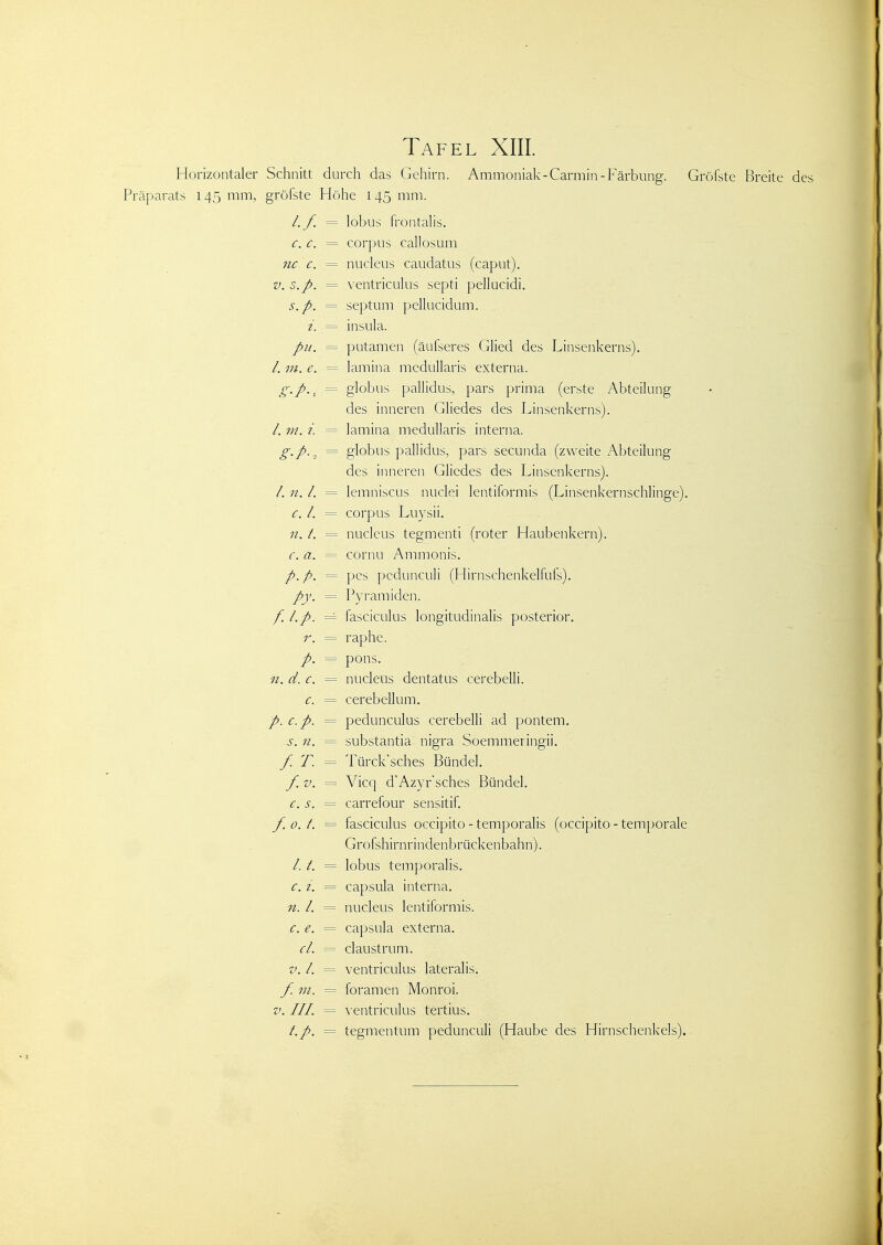 Horizontaler Schnitt durch das Gehirn. Ammoniak-Carmin-Färbung. Gröfste Breite des Präparats 145 mm, gröfste Höhe 145 mm. /./ lobus frontalis. c. c. corpus callosum nc c. nucleus caudatus (caput). V. s.p. ventriculus septi pellucidi. s.p. septum pellucidum. ^ i. insula. pu. putamen (äufseres Glied des Linsenkerns). l. m. e. = lamina mcdullaris externa. globus pallidus, pars prima (erste Abteilung des inneren Gliedes des Linsenkerns). l. m. i. lamina medullaris interna. globus pallidus, pars secunda (zweite Abteilung des inneren Gliedes des Linsenkerns). /. n. l. lemniscus nuclei lentiformis (Linsenkernschlinge). c. l. corpus Luysii. 11. t. nucleus tegmenti (roter Haubenkern). c. a. cornu Ammonis. p.p. pcs pcdunculi (Hirnschenkelfufs). Py. Pyramiden. f.l.p. fasciculus longitudinalis posterior. r. raphe. P- pons. 11. d. c. nucleus dentatus cerebelli. c. cerebellum. p. c.p. pedunculus cerebelli ad pontem. S. 11. substantia nigra Soemmeringii. f. T. Türck'sches Bündel. f.v. Vicq d'Azyrsches Bündel. c. s. carrefour sensitif. f.o.t. = fasciculus occipito - temporalis (occipito - temporale Grofshirnrindenbrückenbahn). Lt. lobus temporalis. c. z. Capsula interna. n. 1. nucleus lentiformis. c. e. Capsula externa. cl. claustrum. v.l. ventriculus lateralis. f. m. foramen Monroi. V. IIL ventriculus tertius. t.p. tegmentum pedunculi (Haube des Hirnschenkels).