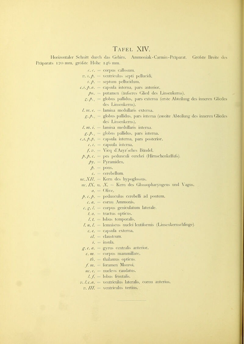 Horizontaler Schnitt durch das Gehirn. Ammoniak-Carmin-Präparat. Gröfste Breite des Präparats 120 mm, gröfste H()he 146 mm. c. c. = corpus callosum. V. s.p. = ventricLilus septi pcllucidi. s.p. = septum pellucidum. c.i.p.a. = Capsula interna, pars anterior. ///. = putamcn (äufscres Glied des Linsenkerns), (^.p., = globus pallidus, pars externa (erste Abteilung des inneren Gliedes des Linsenkerns). /. in. e. = lamina medullaris externa. g.p.^ = globus pallidus, pars interna (zweite Abteilung des inneren Gliedes des Linsenkerns). /. w. = lamina medullaris interna. g'.p.^ = globus pallidus, pars interna. CA. p.p. = Capsula interna, pars posterior. <r. 7. = Capsula interna. /. z>, = Vicq d'Azyr'sches Bündel. c. = pes pedunculi cerebri (Hirnschenkelfufs). p}'. = Pyramiden. p. = pons. c. = cerebellum. HC.XU. = Kern des hypoglossus. HC. IX. u. X. Kern des Glossopharyngeus und Vagus. 0. = Olive. /. c.p. = pedunculus cerebelli ad pontem. c. a. = cornu Ammonis. c. g. l. = corpus geniculatum laterale. /. 0. = tractus opticus. /. = lobus temporalis. /. 71. l. --= lemniscus nuclei lentiformis (Linsenkernschlinge). c. e. = Capsula externa. cl. = claustrum. = Insul a. g. c. a. = gyrus centralis anterior. c. m. = corpus mammillarc. th. = thalamus opticus. f. m. = foramen Monroi. nc. c. = nucleiis caudatus. /./. = lobus frontalis. v.Lc.a. = ventriculus lateralis, cornu anterius.