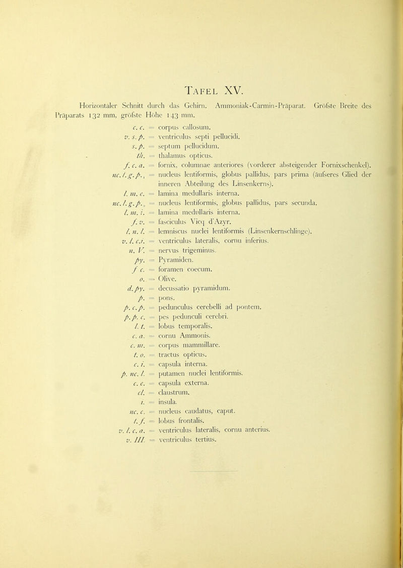 Horizontaler Schnitt durch das Gehirn. Ammoniak-Carmin-Präparat. Gröfste Breite des IVäparats 132 mm, gröfste Höhe 143 mm. c. c. = corpus callosum. V. s. p. = ventriculus septi pellucidi. s.p. = scptum pellucidum. th. = thalamus opticus. f. c. a. = fornix, columnae anteriores (vorderer absteigender Fornixschenkel). nc.l.g.p., = nucleus lentiformis, globus pallidus, pars prima (äufseres Glied der inneren x\bteilung des Linsenkerns). /. JH. e. = lamina medullaris interna. nc.l.g.p.^ = nucleus lentiformis, globus pallidus, pars secunda. /. in. i. = lamina medullaris interna. f. V. = fasciculus Vicq d'Azyr. /. n. /. = lemniscus nuclei lentiformis (Linsenkernschlingc), V. L cj. = ventriculus lateralis, cornu inferius. n. V. = nervus trigeminus. = Pyramiden. f c. = foramen coecum. 0. = Olive. d.py. = decussatio pyramidum. p. = pons. /. c.p. = pedunculus cerebelli ad pontem, c. = pes pedunculi cerebri. /. /. = lobus temporalis. c. a. = cornu A.mmonis. c. in. = corpus mammillare. /. 0. = tractus opticus. c. i. = Capsula interna. /. nc. l. = putamen nuclei lentiformis. c. e. = Capsula externa. cl. = claustrum, 1. = insula. nc. c. = nucleus caudatus, caput. /./.= lobus frontalis. V. l. c. a. = ventriculus lateralis, cornu anterius.