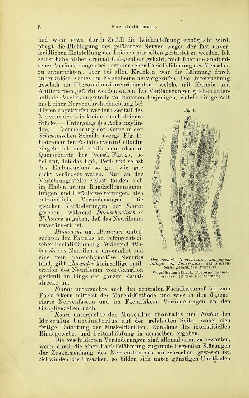 und wenn etwa durch Zufall die Leichenöffnung ermögliclit wird^ pflegt die Bloßlegung des gelähmten Nerven wegen der fast unver- meidlichen Entstellung der Leichen nur selten gestattet zu werden. Ich selbst habe bisher dreimal Gelegenheit gehabt, mich über die anatomi- schen Veränderungen bei peripherischer Facialislähmung des Menschen zu unterrichten, aber bei allen Kranken war die Lähmung durch tuberkulöse Karies im Felsenbeine hervorgerufen. Die Untersuchung geschah an Überosmiumsäurepräparaten, welche mit Karmin und Anilinfarben gefärbt worden waren. Die Veränderungen glichen unter- halb der Verletzungsstelle vollkommen denjenigen, welche einige Zeit nach einer Nervendurchschneidung bei Tieren angetrofiFen werden: Zerfall des Fig. i. Nervenmarkes in kleinere und kleinere /-.g!, . Stücke — Untergang des Achsenzylin- ' J ders — Vermehrung der Kerne in der f: Schwannschen Scheide (verg-1. Fig. 1). Hatte man den Facialnerven in Celloidin eingebettet und stellte man alsdann Querschnitte her (vergl. Fig. 2), so fiel auf, daß das Epi-, Peri- und selbst das Endoneurium so gut wie gar nicht verändert waren. Nur an der Verletzungsstelle selbst fanden sich im Endoneurium Rundzellenansamm- lungen und Gefäßerweiterungen, also entzündliche Veränderungen. Die gleichen Veränderungen hat Flatau gesehen, während Darkschewitsch d- Tichonow angeben, daß das Neurilemm unverändert ist. Minkowski und Alexander unter- suchten den Facialis bei refrigeratori- scher Facialislähmung. Während Min- koivski das Neurilemm unversehrt und eine rein parenchymatöse Neuritis fand, gibt Alexander kleinzellige Infil- tration des Neurilemm vom Ganglion geniculi an längs der ganzen Kanal- strecke an. Flatau untersuchte auch den zentralen Facialisstumpf bis zum Facialiskern mittelst der Marchi-Methode und wies in ihm degene- rierte Nervenfasern und im Facialiskern Veränderungen an den Ganglienzellen nach. Kaase untersuchte den Musculus frontalis und Flatau den Musculus buccinatorius auf der gelähmten Seite, wobei sich fettige Entartung der Muskelfibrillen, Zunahme des interstitiellen Bindegewebes und Fettanhäufung in demselben ergaben. Die geschilderten Veränderungen sind allemal dann zu erwarten, wenn durch die einer Facialislähmung zugrunde liegenden Störungen der Zusammenhang des Nervenstammes unterbrochen gewesen ist. Schwinden die Ursachen, so bilden sich unter günstigen Umständen Degenerierte Nervenfasern aus einem infolge von Tuberkulose des Felsen- beins gelähmten Facialis. Tergrößerung 27öfach. Überosminmsäure- präparat. (Eigene Beobachtung.)