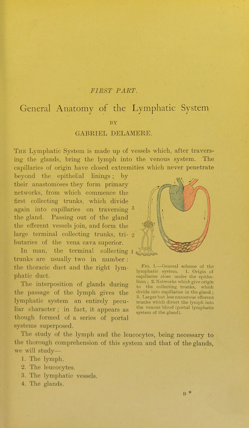 FIRST PART. General Anatomy of the Lymphatic System BY GABRIEL DELAMERE. The Lymphatic System is made up of vessels which, after travers- ing the glands, bring the lymph into the venous system. The capillaries of origin have closed extremities which never penetrate beyond the epithelial hnings; by their anastomoses they form primary networks, from which commence the first collecting trunks, which divide again into capillaries on traversing 3 the gland. Passing out of the gland the efferent vessels join, and form the large terminal collecting trunks, tri- 2 butaries of the vena cava superior. In man, the terminal collecting 1 trunks are usually two in number: the thoracic duct and the right lym- phatic duct. The interposition of glands during the passage of the lymph gives the lymphatic system an entirely pecu- liar character ; in fact, it appears as though formed of a series of portal systems superposed. The study of the lymph and the leucocytes, being necessary to the thorough comprehension of this system and that of the glands, we will study— 1. The lymph. 2. The leucocytes. 3. The lymphatic vessels. 4. The glands. Fio. 1.—General scheme of the lymphatic system. 1. Origin of capillaries close undor the epithe- lium ; 2. Networks which give origin to the collecting trunks, which divide into capillaries in the gland ; 3. Larger but less numerous efferent trunks which divert the lymph into the venous blood (portal lymphatic system of the gland).
