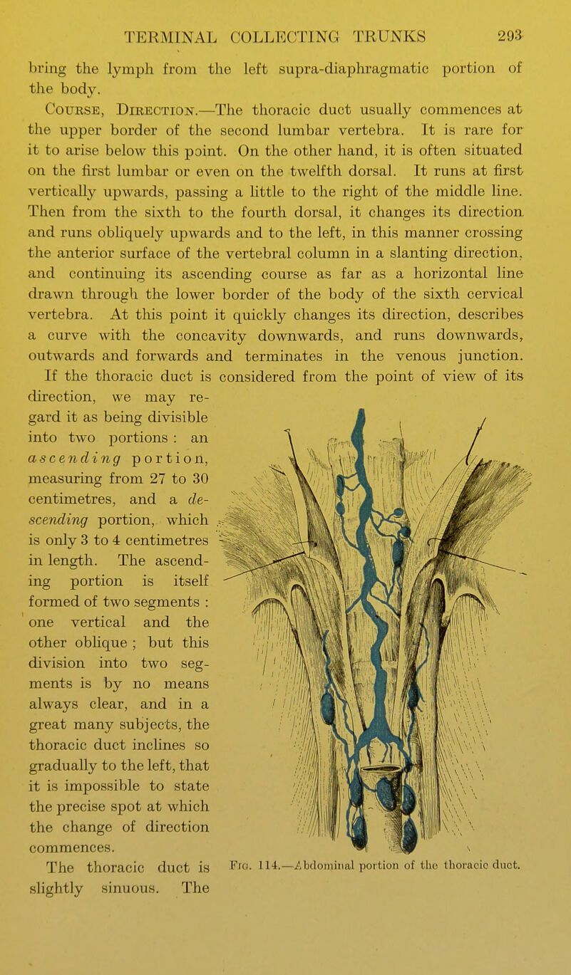 bring the lymph from the left supra-diaphragmatic portion of the body. Course, Direction.—The thoracic duct usually commences at the upper border of the second lumbar vertebra. It is rare for it to arise below this point. On the other hand, it is often situated on the first lumbar or even on the twelfth dorsal. It runs at first vertically upwards, passing a little to the right of the middle line. Then from the sixth to the fourth dorsal, it changes its direction and runs obliquely upwards and to the left, in this manner crossing the anterior surface of the vertebral column in a slanting direction, and continuing its ascending course as far as a horizontal line drawn through the lower border of the body of the sixth cervical vertebra. At this point it quickly changes its direction, describes a curve with the concavity downwards, and runs downwards, outwards and forwards and terminates in the venous junction. If the thoracic duct is considered from the point of view of its direction, we may re- gard it as being divisible into two portions : an ascending portion, measuring from 27 to 30 centimetres, and a de- scending portion, which is only 3 to 4 centimetres in length. The ascend- ing portion is itself formed of two segments : one vertical and the other oblique ; but this division into two seg- ments is by no means always clear, and in a great many subjects, the thoracic duct inclines so gradually to the left, that it is impossible to state the precise spot at which the change of direction commences. The thoracic duct is slightly sinuous. The Pig. 114.—.Abdominal portion of the thoracic duct.