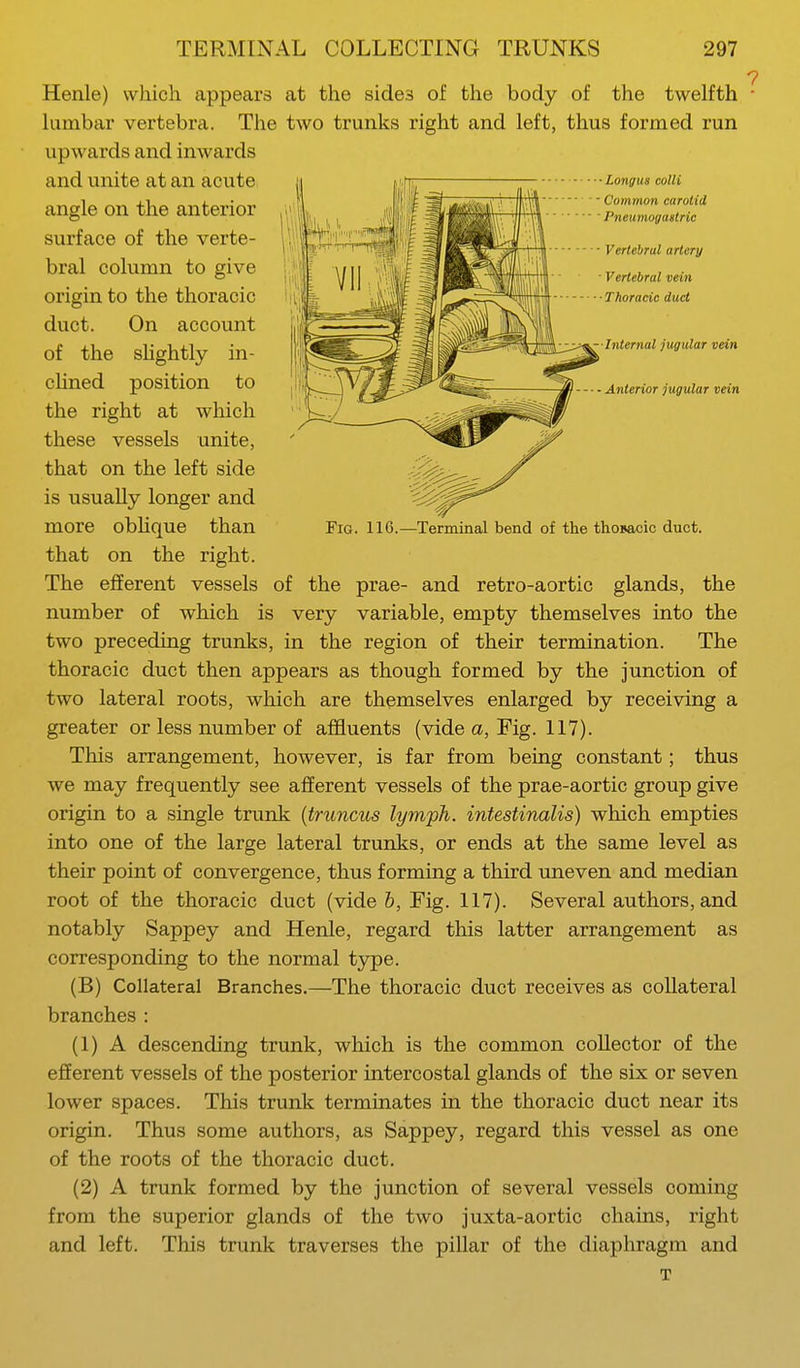 Henle) which appears at the sides of the body of the twelfth lumbar vertebra. The two trunks right and left, thus formed run upwards and inwards that on the right. The efferent vessels of the prae- and retro-aortic glands, the number of which is very variable, empty themselves into the two preceding trunks, in the region of their termination. The thoracic duct then appears as though formed by the junction of two lateral roots, which are themselves enlarged by receiving a greater or less number of affluents (vide a, Fig. 117). This arrangement, however, is far from being constant; thus we may frequently see afferent vessels of the prae-aortic group give origin to a single trunk {tr uncus lymph, intestinalis) which empties into one of the large lateral trunks, or ends at the same level as their point of convergence, thus forming a third uneven and median root of the thoracic duct (vide b, Fig. 117). Several authors, and notably Sappey and Henle, regard this latter arrangement as corresponding to the normal type. (B) Collateral Branches.—The thoracic duct receives as collateral branches : (1) A descending trunk, which is the common collector of the efferent vessels of the posterior intercostal glands of the six or seven lower spaces. This trunk terminates in the thoracic duct near its origin. Thus some authors, as Sappey, regard this vessel as one of the roots of the thoracic duct. (2) A trunk formed by the junction of several vessels coming from the superior glands of the two juxta-aortic chains, right and left. This trunk traverses the pillar of the diaphragm and and unite at an acute angle on the anterior surface of the verte- bral column to give origin to the thoracic duct. On account of the slightly in- clined position to the right at which these vessels unite, that on the left side is usually longer and more oblique than