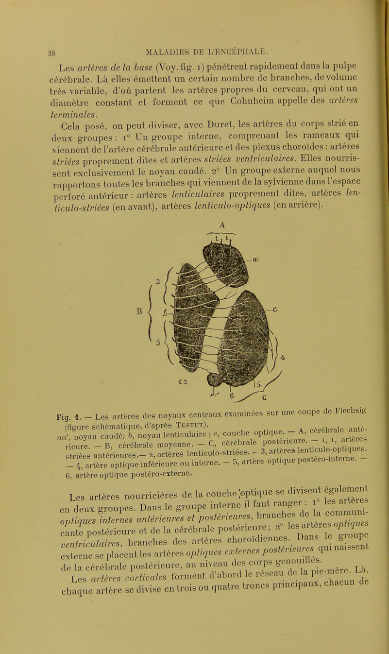 Les artères de la base (Voy. fig. 1) pénètrent rapidement dans la pulpe cérébrale. Là elles émettent un certain nombre de branches, de volume très variable, d’où partent les artères propres du cerveau, qui ont un diamètre constant et forment ce que Cohnheim appelle des artères terminales. Cela posé, on peut diviser, avec Duret, les artères du corps strié en deux groupes : i° Un groupe interne, comprenant les rameaux qui viennent de l’artère cérébrale antérieure et des plexus choroïdes : artères striées proprement dites et artères striées ventriculaires. Elles nourris- sent exclusivement le noyau caudé. 20 Un groupe externe auquel nous rapportons toutes les branches qui viennent de la sylvienne dans l’espace perforé antérieur : artères lenticulaires proprement dites, artères len- ticulo-striées (en avant), artères lenticulo-optiques (en arrière). Fiff. 1. - Les artères des noyaux centraux examinées sur une coupe de Flechsig A t, 1