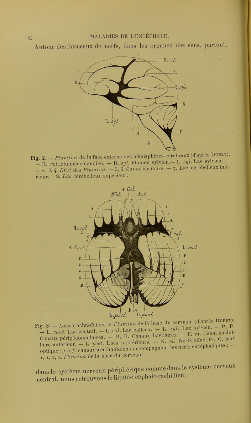 Autour des faisceaux de nerfs, dans les organes des sens, partout, Fig. 2. — Flumina de la face externe des hémisphères cérébraux (d’après Duret). - R. roi. Flumen rolandien. — R. sxjl. Flumen sylvien.- L. syl. Lac sylvien. - !. 2, B. 4. Rivi des Flumina. - 5, G. Canal basilaire. - y Lac cérébelleux infe- rieur.— 8. Lac cérébelleux supérieur. iL. syl. — 4 Ce .ri iVoi. 4 Cal< Fol. h.cejil li.jtosl. L.jiosl. Fig. 3. - Lacs arachnoïdiens et Flumina de la base du cerveau (d’après Duret). — L. cent. Lac central. — L. cal. Lac calleux. • sy . - ^ médui- Canaux péripédonculaires. - B, B. Canaux Jasmin  jSTerfs olfactifs ; 0. nerf laire antérieur. - L. post. Lacs postérieurs. - ’ __ optique ; g,e,f. canaux arachnoïdiens accompagnant les nerfs encq 2, 2. Flumina de la base du cerveau. dans lo système nerveux périphérique comme dans le système nerveux central, nous retrouvons le liquide céphalo-rachidien.