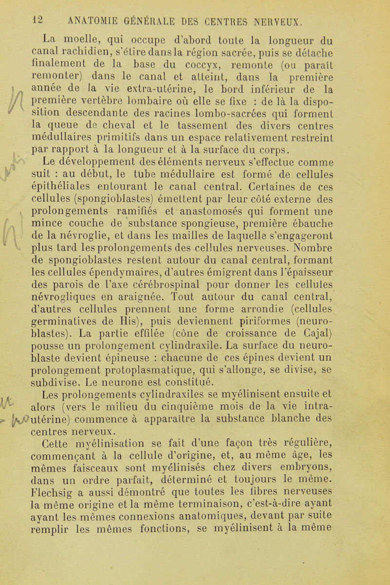 La moelle, qui occupe d'abord toute la longueur du canal racliidicn, s'étire dansla région sacrée, puis se détache finalement de la base du coccyx, remonte (ou paraît remonter) dans le canal et atteint, dans la première 1 année de Ja vie extra-utérine, le bord inférieur de la jj] première vertèbre lombaire où elle se fixe : de là la dispo- / sition descendante des racines lombo-sacrées qui forment la queue de cheval et le tassement des divers centres médullaires primitifs dans un espace relativement restreint j par rapport à la longueur et à la surface du corps. H Le développement des éléments nerveux s'elfectue comme i'*' suit : au début, le tube médullaire est formé de cellules épithéliales entourant le canal central. Certaines de ces cellules (spongioblastes) émettent par leur côté externe des prolongements ramifiés et anastomosés qui forment une mince couche de substance spongieuse, première ébauche ' i de la névroglie, et dans les mailles de laquelle s'engageront V plus tard les prolongements des cellules nerveuses. Nombre de spongioblastes restent autour du canal central, formant les cellules épendymaires, d'autres émigrentdans l'épaisseur des parois de l'axe cérébrospinal pour donner les cellules névrogliques en araignée. Tout autour du canal central, d'autres cellules prennent une forme arrondie (cellules germinatives de His), puis deviennent piriformes (neuro- blastes). La partie effilée (cône de croissance de Cajal) pousse un prolongement cylindraxile. La surface du neuro- blaste devient épineuse : chacune de ces épines devient un prolongement protoplasmatique, qui s'allonge, se divise, se subdivise. Le neurone est constitué. ■ Les prolongements cylindraxiles se myélinisent ensuite et alors (vers le milieu du cinquième mois de la vie intra- ^V/7utérine) commence à apparaître la substance blanche des centres nerveux. Cette myélinisation se fait d'une façon très régulière, commençant à la cellule d'origine, et, au même âge, les mêmes faisceaux sont myélinisés chez divers embryons, dans un ordre parfait, déterminé et toujours le même. Flechsig a aussi démontré que toutes les fibres nerveuses la même origine et la même terminaison, c'est-à-dire ayant ayant les mêmes connexions anatomiques, devant par suite remplir les mêmes fonctions, se myélinisent à la même