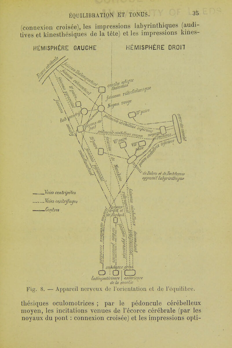 ÉQUILIBRATION ET TONUS. (connexion croisée), les impressions labyrinthiques (audi- tives et kinesthcsiques de la tète) et les impressions kines- HÉMISPHÈRE GAUCHE HÉMISPHÈRE DROn __VOT'fô cetitripèlcs ...^..Jfoies cejtilrifuyes Genîree \ / • • I • I . ■: 1 / • ''de&Zerj et deBechîcrew afj:cuvil laij/rùlUiif^ s! si ■M ; SI Kl 'S S ncc jrtnA Ô ;D ladéwjxKlèrieare delà. mocUc Fig. 8. — Appareil nerveux de roricnlation et de l'équilibre. anléneure thésiques oculomotrices ; par le pédoncule cérébelleux moyen, les incitations venues de l'écorce cérébrale (par les noyaux du pont : connexion croisée) et les impressions opti-