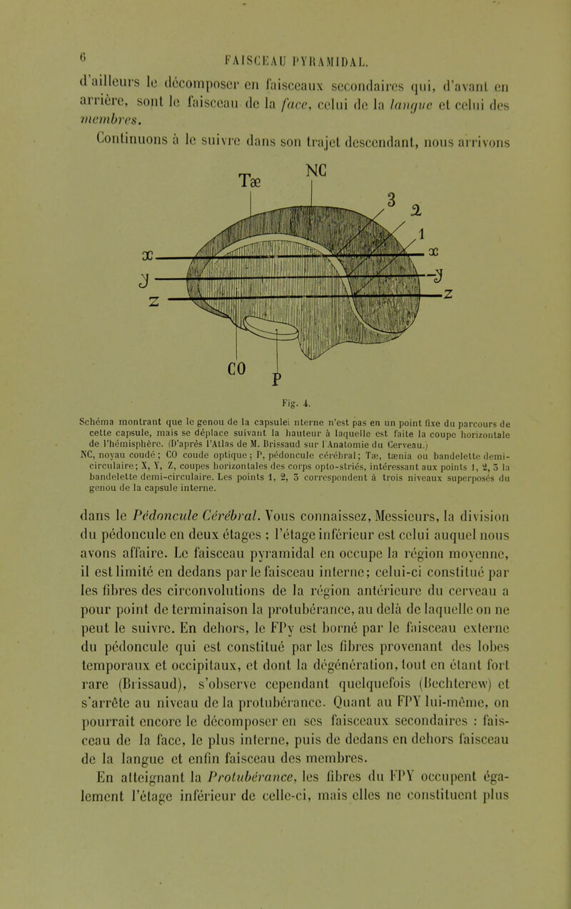 d'ailleurs le décomposer en faisceaux secondaires qui, d'avant en arrière, sont le faisceau de la face, celui de la langue et celui des membres. Continuons à le suivre dans son trajel descendant, nous arrivons X- 3' Z Fig. L Schéma montrant que le genou de la capsulei nterne n'est pas en un point fixe du parcours de cette capsule, mais se déplace suivant la hauteur à laquelle est faite la coupe horizontale de l'hémisphère. (D'après l'Atlas de M. Brissaud sur l'Anatomie du Cerveau.) NC, noyau coudé ; CO coude optique; P, pédoncule cérébral; Tœ, taenia ou bandelette demi- circulaire; X, Y, Z, coupes horizontales des corps opto-striés, intéressant aux points 1, 2, 5 la bandelette demi-circulaire. Les points 1, 2, 5 correspondent à trois niveaux superposés du genou de la capsule interne. dans le Pédoncule Cérébral. Vous connaissez, Messieurs, la division du pédoncule en deux étages ; l'étage inférieur est celui auquel nous avons affaire. Le faisceau pyramidal en occupe la région moyenne, il est limité en dedans par le faisceau interne; celui-ci constitué par les fibres des circonvolutions de la région antérieure du cerveau a pour point de terminaison la protubérance, au delà de laquelle on ne peut le suivre. En dehors, le FPy est borné par le faisceau externe du pédoncule qui est constitué par les fibres provenant des lobes temporaux et occipitaux, et dont la dégénération, tout en étant fort rare (Brissaud), s'observe cependant quelquefois (Uechtercw) et s'arrête au niveau delà protubérance. Quant au FPY lui-même, on pourrait encore le décomposer en ses faisceaux secondaires : fais- ceau de la face, le plus interne, puis de dedans en dehors faisceau de la langue et enfin faisceau des membres. En atteignant la Protubérance, les fibres du FPY occupent éga- lement l'étage inférieur de celle-ci, mais elles ne constituent plus