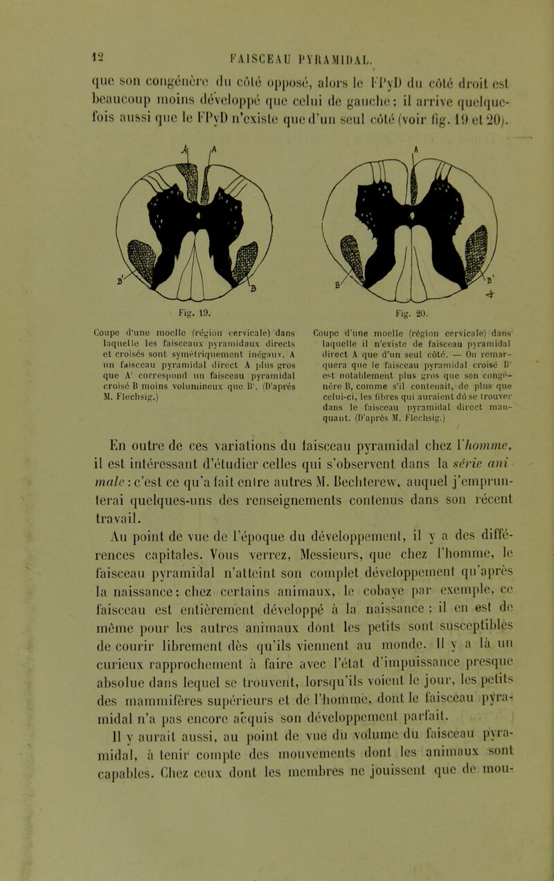 FA ISCEAU l'YUAMIDAL. que son congénère du côté opposé, alors le FPyD du côté droit esl beaucoup moins développé que celui de gauche; il arrive quelque- fois aussi que le FPyDn'existe qued'un seul côté(voir fig. 19et20). Fig. 19. Coupe d'une moelle (région cervicale) dans Inquelle les faisceaux pyramidaux directs et croises sont symétriquement inégaux. A tin faisceau pyramidal direct A plus gros que A' correspond un faisceau pyramidal croisé B moins volumineux que B'. (D'après M. Fleclisig.) Fig. 20. Coupe d'une moelle (région cervicale) dans laquelle il n'existe de faisceau pyramidal direct A que d'un seul côté. — On remar- quera que le faisceau pyramidal croisé B' est notablement plus gros que son congé- nère B, comme s'il contenait, de plus que celui-ci, les libres qui auraient dù se trouver dans le faisceau pyramidal direct man- quant. (D'après M. Fleclisig.) En outre de ces variations du faisceau pyramidal chez l'homme, il est intéressant d'étudier celles qui s'observent dans la série ani maie : c'est ce qu'a fait cnlre autres M. Bechterew, auquel j'emprun- terai quelques-uns des renseignements contenus dans son récent travail. Au point de vue de l'époque du développement, il y a des diffé- rences capitales. Vous verrez, Messieurs, que chez l'homme, le faisceau pyramidal n'atteint son complet développement qu'après la naissance: chez certains animaux, le cobaye par exemple, ce faisceau est entièrement développé à la naissance : il en est de môme pour les autres animaux dont les petits sont susceptibles de courir librement dès qu'ils viennent au monde. Il y a là un curieux rapprochement à faire avec l'état d'impuissance presque absolue dans lequel se trouvent, lorsqu'ils voient le jour, les petits des mammifères supérieurs et de l'homme, dont te faisceau pyra- midal n'a pas encore acquis son développement parfait. 11 y aurait aussi, au point de vue dû volume du faisceau pyra- midal, à tenir compte des mouvements dont les animaux sonl capables. Chez ceux dont les membres ne jouissent que de mou-