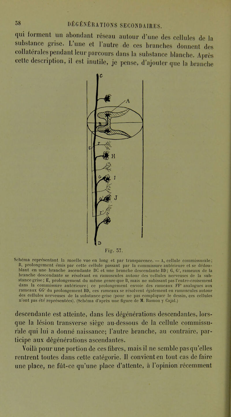 qui forment un abondant réseau autour d'une des cellules de la substance grise. L'une et l'autre de ces branches dônnenl des collatérales pendant leur parcours dans la substance blanche. Après cette description, il est inutile, je pense, d'ajouter que ta branche Fiff. 57. Schéma représentant la moelle vue en long et par transparence. — A, cellule commissurale; B, prolongement ('•mis par cette cellule passant par la commissure antérieure et se dédou- blant en une branche ascendante BC et une branche descendante BD; G, G', rameaux de la branche descendante se résolvant en ramuscules autour des cellules nerveuses de la sub- stance grise; E, prolongement du même genre que B, mais ne subissant pas I'entre-croisement dans la commissure antérieure; ce prolongement envoie des rameaux FF' analogues aux rameaux GG' du prolongement BD, ces rameaux se résolvent également en ramuscules autour des cellules nerveuses de la substance grise (pour ne pas compliquer le dessin, ces cellules n'ont pas été représentées). (Schéma d'après une figure de M. Bamon y Cajal.) descendante est atteinte, dans les dégénérations descendantes, lors- que la lésion transverse siège au-dessous de la cellule commissu- rale qui lui a donné naissance; l'autre branche, au contraire, par- ticipe aux dégénérations ascendantes. Voilà pour une portion de ces fibres, mais il ne semble pas qu'elles rentrent toutes dans cette catégorie. Il convient en tout cas de faire une place, ne fût-ce qu'une place d'attente, à l'opinion récemment