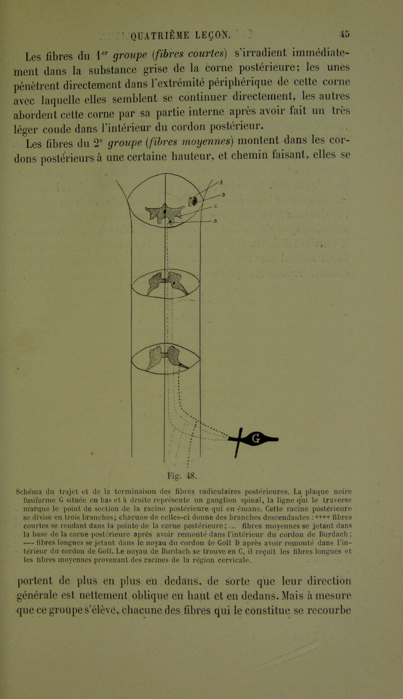 Les libres du 1er groupe (fibres courtes) s'irradient immédiate- ment dans la substance grise de la corne postérieure; les unes pénètrent directement dans l'extrémité périphérique de cette corne avec laquelle elles semblent se continuer directement, les autres abordent cette corne par sa partie interne après avoir fait un très léger coude dans l'intérieur du cordon postérieur. Les fibres du 2e groupe (fibres moyennes) montent dans les cor- dons postérieurs à une certaine hauteur, et chemin faisant, elles se 4&- Fi g:. 48. Schéma du trajet et de la terminaison des fibres radiculaires postérieures. La plaque noire fusiforme G située en bas et à droite représente un ganglion spinal, la ligne qui le traverse marque le point de section de la racine postérieure qui en émane. Cette racine postérieure se divise en trois branches; chacune de celles-ci donne des branches descendantes :++++ libres courtes se rendant dans la pointe de la corne postérieure; ... libres moyennes se jetant dans la base de la corne postérieure après avoir remonté dans l'intérieur du cordon de Burdach; — libres longues se jetant dans le noyau du cordon de Goll D après avoir remonté dans l'in- térieur du cordon de Goll. Le noyau de Burdach se trouve en G, il reçoit les libres longues et les libres moyennes provenant des racines de la région cervicale. portent de plus en plus en dedans, de sorte que leur direction générale est nettement oblique en haut et en dedans. Mais à mesure que ce groupe s'élèvé, chacune des fibres qui le constitue se recourbe