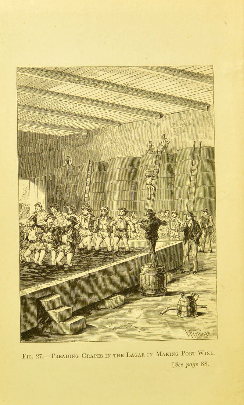 Fig. 27.—Treading Grapes in the Lagar in Making Port Wine. [See page 88.