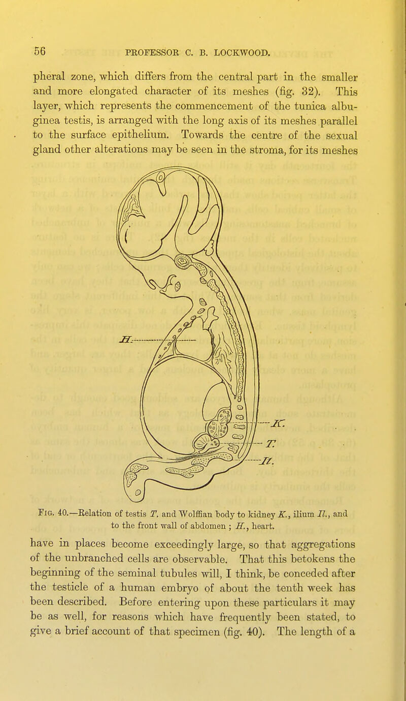 plieral zone, which dififers from the central part in the smaller and more elongated character of its meshes (fig. 32). This layer, which represents the commencement of the tunica albu- ginea testis, is arranged with the long axis of its meshes parallel to the surface epithelium. Towards the centre of the sexual gland other alterations may be seen in the stroma, for its meshes Fig. 40.—Relation of testis T. and WolfSan tody to kidney K., ilium II., and to the front wall of abdomen ; H., heart. have in places become exceedingly large, so that aggregations of the unbranched cells are observable. That this betokens the beginning of the seminal tubules will, I think, be conceded after the testicle of a human embryo of about the tenth week has been described. Before entering upon these particulars it may be as well, for reasons which have frequently been stated, to give a brief account of that specimen (fig. 40). The length of a