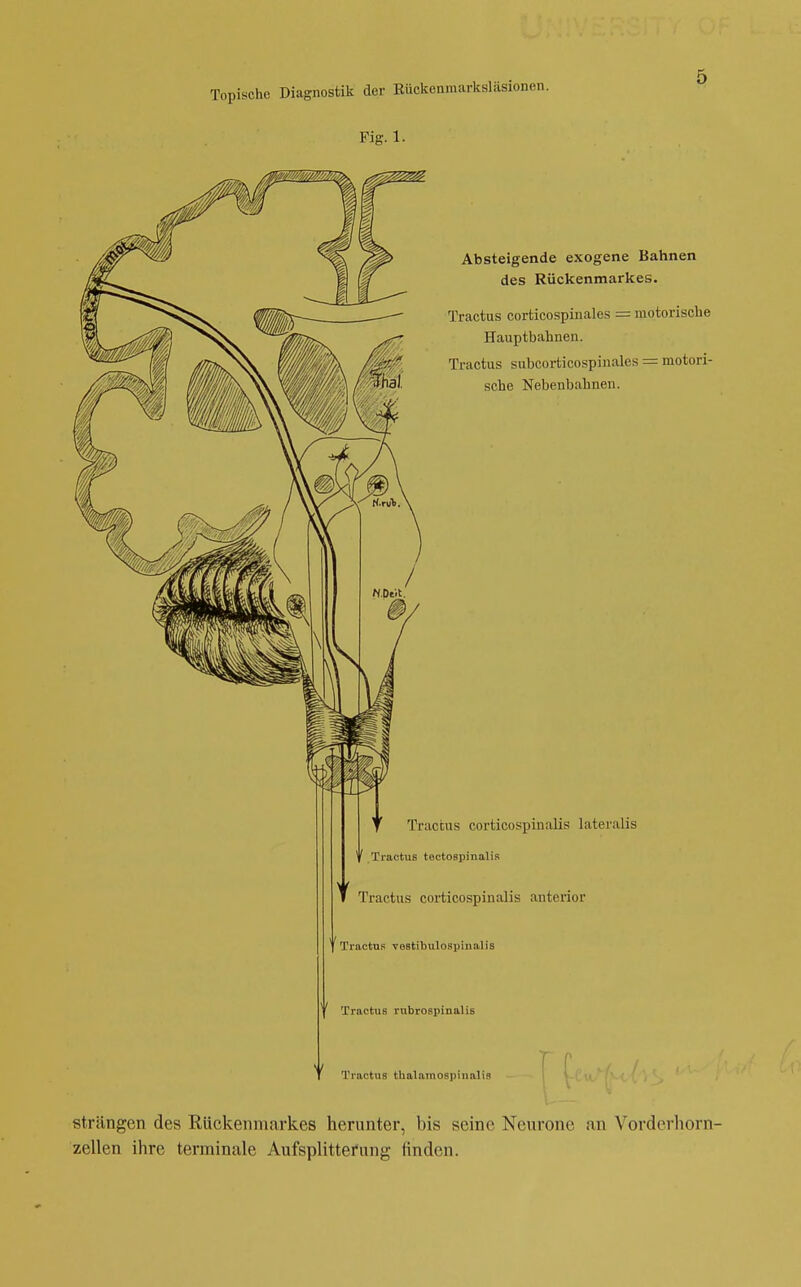 Fig. 1. Absteigende exogene Bahnen des Rückenmarkes. Tractus corticospinales = motorische Hauptbahnen. Tractus subcorticospinales = motori- sche Nebenbahnen. T Tractus corticospinalis lateralis t Tractus tectospinalis > i I Tractus corticospinalis antenor Tractus vestibulospiualis  Tractus rubrospinalis r ^ Tractus thalamospinalis strängen des Rückenmarkes herunter, bis seine Neurone an Vordevliorn- zellen ihre terminale Aufsplittefung finden.