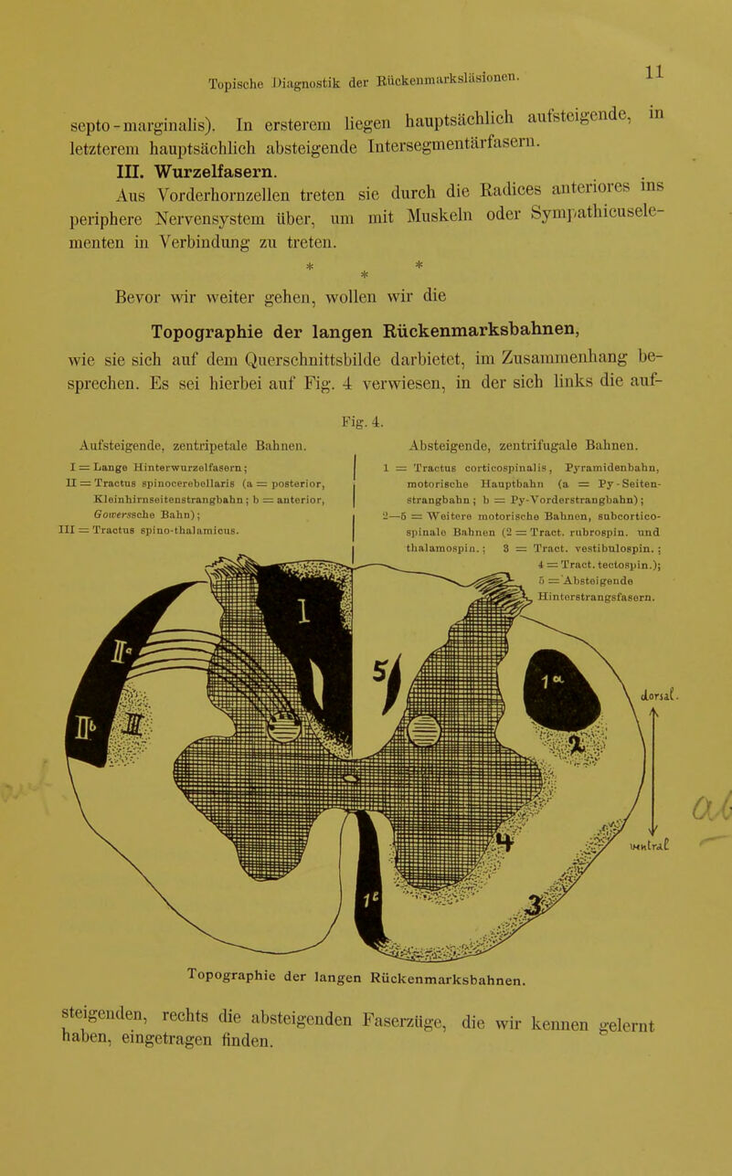 septo-marginalis). In erstercm liegen hauptsächlich aufsteigende, in letzterem hauptsächlich absteigende Intersegmentärfasern. III. Wurzelfasern. Aus Vorderhornzellen treten sie durch die Radices anteriores ins periphere Nervensystem über, um mit Muskeln oder Sympathicusele- menten in Verbindung zu treten. Bevor wir weiter gehen, wollen wir die Topographie der langen Rückenmarksbahnen, wie sie sich auf dem Querschnittsbilde darbietet, im Zusammenhang be- sprechen. Es sei hierbei auf Fig. 4 verwiesen, in der sich links die auf- Fig. 4. Aufsteigende, zentripetale Bahnen. I = Lange Hinterwnrzelfasern; II =: Tractus spinocerebellaris (a =: posterior, Kleinhirnseitenstrangbabn; b = auterior, Goirerssche Bahn); III = Tractus spino-tbaJamicus. Absteigende, zentrifugale Bahnen. 1 ~ Tractus corticospinalis, Pyramidenbahn, motorische Hauptbahn (a = Py - Seiten- strangbabn ; b — Py-Vorderstranghahn); 'J—5 = Weitere motorische Bahnen, snbcortico- spinalo Bahnen (2 = Tract. rubrospin. und thalaraoapin.; 3 = Tract. vestibulospin. : 4 = Tract. tectospin.); 5 ='AbBt6igende Hinterstrangsfasern. Topographie der langen Rückenmarksbahnen. Steigenden, rechts die absteigenden Faserzüge, die wir kennen gelernt haben, eingetragen finden.