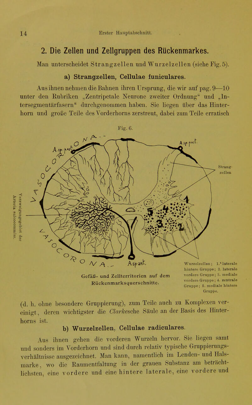 2. Die Zellen und Zellgruppen des Rückenmarkes. Man unterscheidet Strangzellen und Wurzelzellen (siehe Fig. 5). a) Strangzellen, Cellulae funiculares. Aus ihnen nehmen die Bahnen ihren Ursprung, die wir auf pag. 9—10 unter den Rubriken „Zentripetale Neurone zweiter Ordnung und „In- tersegmentärfasern durchgenommen haben. Sie liegen über das Hinter- horn und große Teile des Vorderhorns zerstreut, dabei zum Teile erratisch Fig. 6. 05 Strang- zellen Gefäß- und ZeUterritorien auf dem Rückenmarksquerschnitte. Wurzelzellen; 1. laterale hintere Gruppe; 2. laterale vordere Gruppe; S. mediale vordere Gruppe ; 4. zentrale Gruppe ; 5. mediale hintere Gruppe. (d. h. ohne besondere Gruppierung), zum Teile auch zu Komplexen ver- einigt , deren wichtigster die Clorkesche Säule an der Basis des Hinter- horns ist. b) Wurzelzellen, Cellulae radiculares. Aus ihnen gehen die vorderen Wurzeln hervor. Sie liegen samt und sonders im Vorderhorn und sind durch relativ typische Gruppierungs- verhältnissc ausgezeichnet. Man kann, namentlich im Lenden- und Hals- marke, wo die Raumentfaltung in der grauen Substanz am beträcht- lichsten, eine vordere und eine hintere laterale, eine vordere und