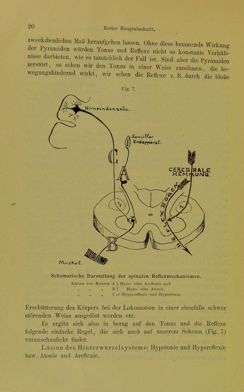 zweckdienliches Maß heraufgehen lassen. Ohne diese hemmende Wirkung der lyrainiden würden Tonus und Reflexe nicht so konstante Verhält- nisse darbieten, wie es tatsächlich der Fall ist. Sind aber die Pyramiden zerstört, so sehen wir den Tonus in einer Weise zunehmen die be- wegungshindernd wirkt, wir sehen die Reflexe z. B. durch die bloße Fig. 7. H i rn.rih.flL«.f\.Xtllt, cerebIrale Schematische Darstellung der spinalen Reflexmechanismen. Läsion von Neuron A 1^ Hypo- oder Areflexie und „ „ „ B / Hypo- oder Atonie. „ „ „ C = Hyperreflexie und Hypertonie. Erschütterung des Körpers bei der Lokomotion in einer ebenfalls schwer störenden Weise ausgelöst werden etc. Es ergibt sich also in bezug auf den Tonus und die Reflexe folgende einfache Regel, die sich auch auf unserem Schema (Fig. 7) veranschaulicht findet. Läsion des Hinterwurzelsystems: Hypotonie und Hyporeflexie bzw. Atonie und Areflexie.