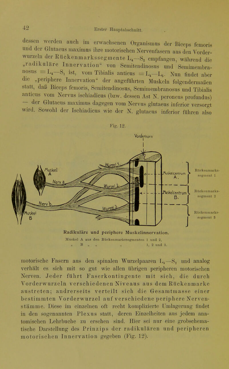 dessen werden auch im erwachsenen Orf-anisnius der ßiccps feinoris und der Glutaeus niaxiraus ilire motorischen Nervenfasern aus den Vorder- wurzeln der Rückenmarkssegmente L,-S, empfangen, während die „radikjiläre Innervation von Semitendinosus und Semimembra- nosus Si ist, vomTibialis anticus =Li—L,. Nun findet aber die „periphere Innervation der angeführten Muskehi folgendermaßen statt, daß Biceps femoris, Semitendinosus, Semimembranosus und Tibialis anticus vom Nervus ischiadicus (bzw. dessen Ast N. peroneus profundus) — der Glutaeus maximus dagegen vom Nervus glutaeus inferior versorgt wird. Sowohl der Ischiadicus wie der N. glutaeus inferior führen also Fig. 12. VorJerhorn I Radikuläre und periphere Muskelinnervation. Muskel A aus den Bückenmarkssegraonteu 1 und 2, n B „ „ ,, J, 2 und 3. Eückenmarks- segment 1 Rückcnmarks- segment 2 Eückonmarks- segmont 3 motorische Fasern aus den spinalen Wurzelpaaren Lj—S2 und analog verhält es sich mit so gut wie allen übrigen peripheren motorischen Nerven. Jeder führt Faserkontingente mit sich, die durch Vorderwurzeln verschiedenen Niveaus aus dem Rückenmarke austreten; andrerseits verteilt sich die Gesamtmasse einer bestimmten Vorderwurzel auf verschiedene periphere Nerven- stämme. Diese im einzelnen oft recht komplizierte Umlagerung findet in den sogenannten Plexus statt, deren Einzelheiten aus jedem ana- tomischen Lehrbuche zu ersehen sind. Hier sei nur eine grobschema- tische Darstellung des Prinzips der radikulären und peripheren motorischen Innervation gegeben (Fig. 12).