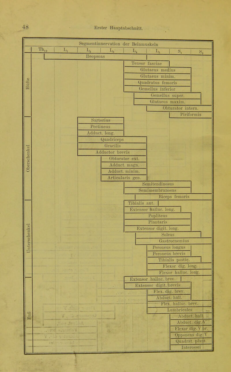 Segiiieiitinnervation der Beiniiiuskeln Th, Ileo]); :3 ü O Tensor l'asciae GJiitaeiis modius Glutaens iiiinini. Uuadratus lenioris Gcmellus inferior Geniel Ins ■^iiper. Glut;i leiis maxini. Oliturator intern. Piriformis Sartori US Pectiueus Adduct. Ions. C^uadriceps Gracilis Addiictor brevis J5 Obturator ext. Adduct. magn. Adduct. minim. Articularis gen. Semitendinosus Semiuiembranosup Biceps femoris Tibialis ant. Extensor halluc. lonj;'. Popliteus Plantaris Extensor digit. Ion;. dolens Gastrocnemius Peroneus ]onp;us Peroneus brevis Tibialis postic. Flexor die;, lona Flexor halluc. long. Extensor halluc. brev. | Extensor digit. brevis Elex. dig. brev. Abduct. hall. Elex, halluc. brev. Lunibricalcs Al)duct. hall. Aliduct. dig.iA Flexor dia;. V l)r. Op])onens dig. V (Quadrat, plaiit.