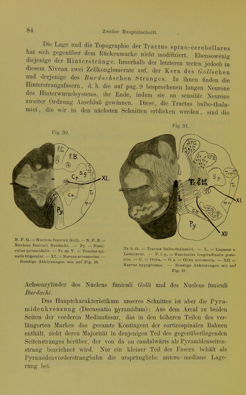 Die L&^e nnd die Topographie der Tractus spino-cerebellares hat sich gegenüber dem Rückenuiarke nicht modifiziert. Ebensowenig diejenige der Hinterstränge. Innerhalb der letzteren treten jedoch in diesem Niveau zwei Zcllkonglomerate auf, der Kern des Golhchen und derjenige des Burdachschan Stranges. In ihnen finden die Hinterstrangsfasern, d. h. die auf pag. 9 besprochenen langen Neurone des Hinterwurzelsystems, ihr Ende, indem sie an sensible Neurone zweiter Ordnung Anschluß gewinnen. Diese, die Tractus bulbo-thala- mici, die wir in den nächsten Schnitten erblicken werden, sind die Fig. 31. Fig. 30. N. F. G. =Nuc]eus funiculi GoUi. — N. F. B. = Nncleus funiculi Burdachi. — Py. = Paeci- cnlns pyramidalis. — Tr. sp. V. = Tractus spi- nalis trigemini. — XI. = Nervus accossorins. — Sonstige Abkürzungen wie auf Fig. 29. Tr. b.th. — Tractus bulbo-tbalamici. — L. = Laqnens s. Lemniscus. — F. 1. p. = Fasciculus longitndinalis poste- rior. — 0. = Oliva. — 0. a. =: Oliva aecessoria. — XII = Nervus hypoglossus. — Sonstige Abkürzungen wie auf Fig. 30. Achsenzylinder des Nucleus funiculi Golli und des Nucleus funiculi Burdachi. Das Hauptcharakteristikum unseres Schnittes ist aber die Pyra- midenkreuzung (Decussatio pyramidum): Aus dem Areal zu beiden Seiten der vorderen Medianfissur, das in den höheren Teilen des ver- längerten Markes das gesamte Kontingent der corticospinalen Bahnen enthält, zieht deren Majorität in denjenigen Teil des gegenüberliegenden Seitenstranges herüber, der von da an caudalwärts als Pyramidenseiten- strang bezeichnet wird. Nur ein kleiner Teil der Fasern behält als Pyramiden vorderstrangbahn die ursprüngliche antero - mediane Lage- rung bei.