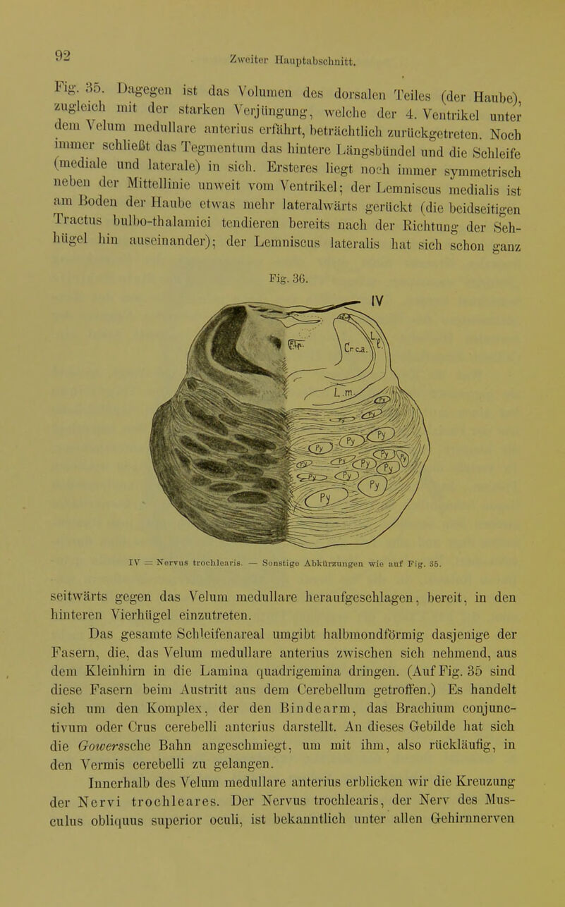 Fig- 35. Dagegen ist das Volumen des dorsalen Teiles (der Haube) zugleich mit der starken Verjüngung, welche der 4. Ventrikel unter dem Velum medulläre anterius erfahrt, beträchtlich zurückgetreten Noch immer schließt das Tegmentum das hintere Längsbündel und die Schleife (mediale und laterale) in sich. Ersteres liegt nofh innner symmetrisch neben der Mittellinie unweit vom Ventrikel; der Lemniscus raedialis ist am Boden der Haube etwas mehr lateralwärts gerückt (die beidseitigen Tractus bulbo-thalamici tendieren bereits nach der Richtung der Seh- hügel hin auseinander); der Lemniscus lateralis hat sich schon ganz Fig. 36. IV - Nervus trochlearis. — Sonstige Abkürzungen wie auf Fig. 36. seitwärts gegen das Velum medulläre heraufgeschlagen, bereit, in den hinteren VierhUgel einzutreten. Das gesamte Schleifenareal umgibt halbmondförmig dasjenige der Fasern, die, das Velum medulläre anterius zwischen sich nehmend, aus dem Kleinhirn in die Lamina quadrigeraina dringen. (Auf Fig. 35 sind diese Fasern beim Austritt aus dem Cerebellum getroften.) Es handelt sich um den Komplex, der den Bin de arm, das Brachium conjunc- tivura oder Crus cerebelli anterius darstellt. An dieses Gebilde hat sich die Gowerssche Bahn angeschmiegt, um mit ihm, also rückläufig, in den Vermis cerebelli zu gelangen. Innerhalb des Velum medulläre anterius erblicken wir die Kreuzung der Nervi trochleares. Der Nervus trochlearis, der Nerv des Mus- culus obliquus superior oculi, ist bekanntlich unter allen Gehirnnerven