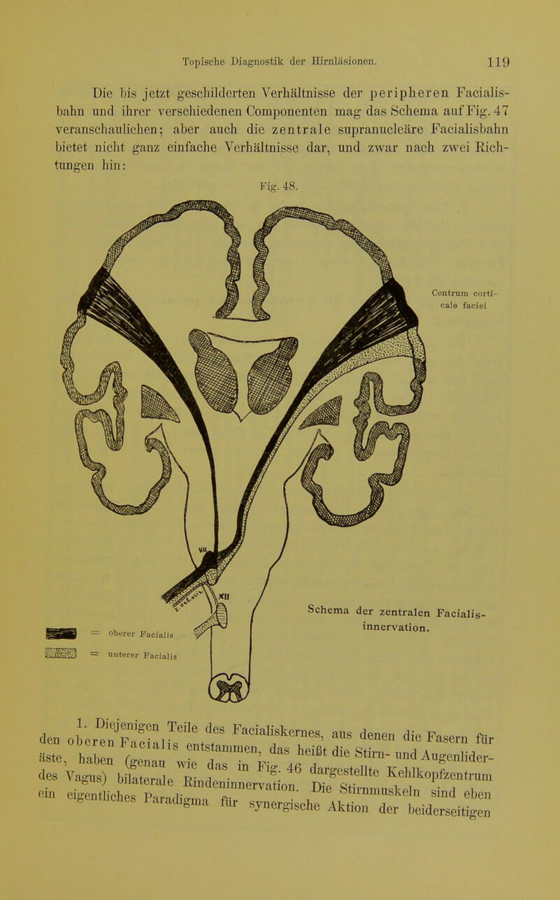 Die bis jetzt geschilderten Verhältnisse der peripheren Facialis- bahn und ihrer verschiedenen Componenten mag das Schema auf Fig. 47 veranschaulichen; aber auch die zentrale supranucleäre Facialisbahn bietet nicht ganz einfache Verhältnisse dar, und zwar nach zwei Rich- tungen hin: Fig. 48. Centrnm corti- ca!e faciei oberer Facialis unterer Facialis Schema der zentralen Facialis- innervation. den ot^en7if°J'''\T 1«*^™»«' denen die Fasern ftr i^aradigma für synergische Aktion der beiderseitigen