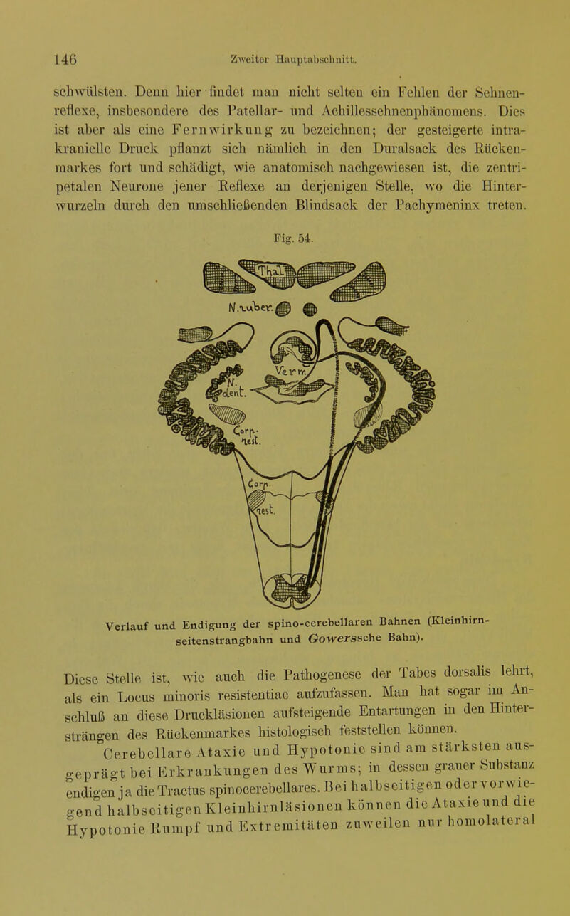 schwülsten. Denn hier findet man nicht selten ein Fehlen der Sehnen- reflexe, insbesondere des Patellar- und Achillessehnenphänomens. Dies ist aber als eine Fernwirkung zu bezeichnen; der gesteigerte intra- kranielle Druck pflanzt sich nämlich in den Duralsack des Kücken- markes fort und schädigt, wie anatomisch nachgewiesen ist, die zentri- petalen Neurone jener Reflexe an derjenigen Stelle, wo die Hinter- wurzeln durch den umschließenden Blindsack der Pachymeninx treten. Fig. 54. Verlauf und Endigung der spino-cerebeUaren Bahnen (Kleinhirn- seitenstrangbahn und Gowerssche Bahn). Diese Stelle ist, wie auch die Pathogenese der Tabes dorsalis lehrt, als ein Locus minoris resistentiae aufzufassen. Man hat sogar im An- schluß an diese Druckläsionen aufsteigende Entartungen in den Hmter- strängen des Rückenmarkes histologisch feststellen können. Cerebellare Ataxie und Hypotonie sind am stärksten aus- geprägt bei Erkrankungen des Wurms; in dessen grauer Substanz endigen ja dicTractus spinocerebellares. Bei halbseitigen oder vorwie- o-end halbseitigen Kleinhirnläsionen können die Ataxie und die Hypotonie Rumpf und Extremitäten zuweilen nur homolateral