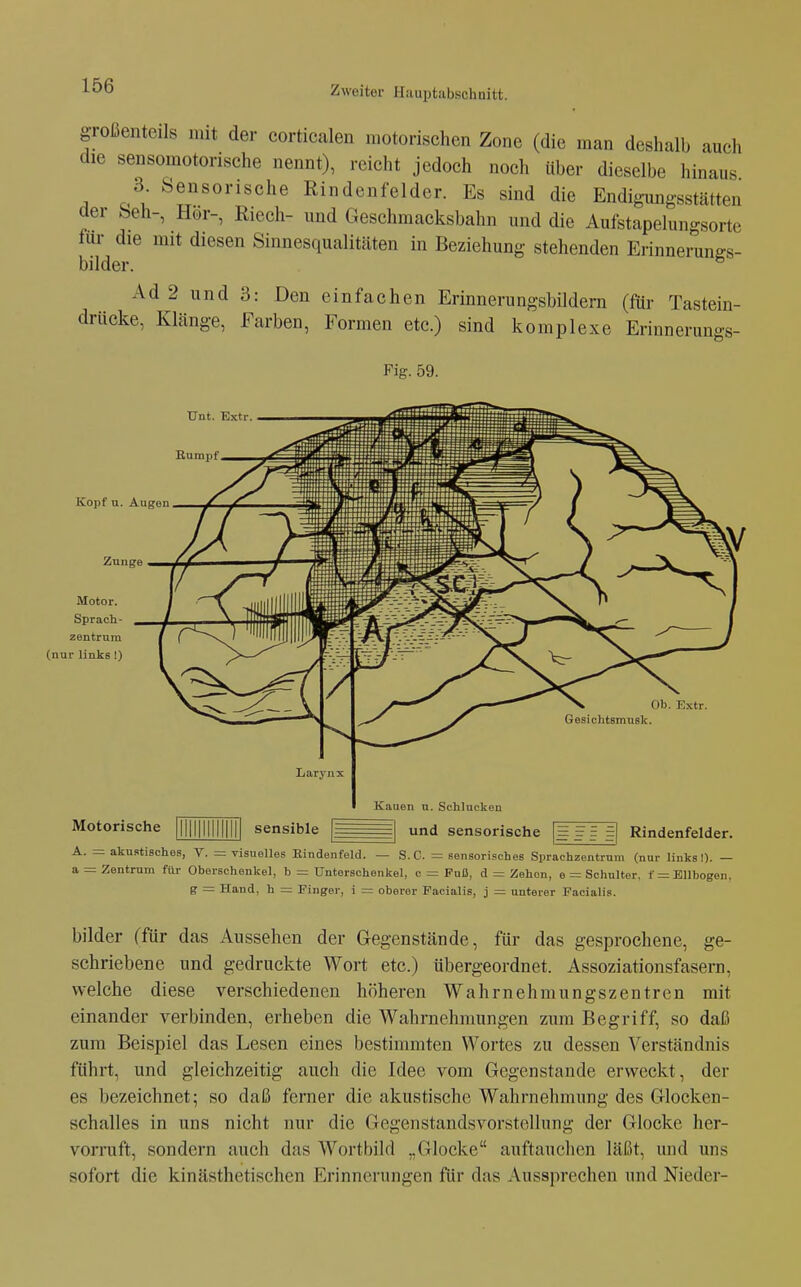 großenteils mit der corticalen motorischen Zone (die man deshalb auch die sensomotorische nennt), reicht jedoch noch über dieselbe hinaus 3^ Sensorische Rindenfelder. Es sind die Endigmigsstätten üer beh-, Hör-, ßiech- und Geschmacksbahn und die Aufstapelungsorte für die mit diesen Sinnesqualitäten in Beziehung stehenden Erinnerungs- bilder. ^ Ad 2 und 3: Den einfachen Erinnerungsbildern (für Tastein- drücke, Klänge, Farben, Formen etc.) sind komplexe Erinnerungs- Fig. 59. Kopf u. Augen Zunge Motor. Sprach- zentrum (nur links!) Ob. Extr. Gesichtsmusk. Motorische sensible Kauen n. Schlucken und sensorische Rindenfelder. A. _ akustisches, V. = visuelles Eindenfeld. — S. C. = sensorisches Sprachzentrum (nur links I). — a = Zentrum für Oberschenkel, b = Unterschenkel, c = Fuß, d = Zehen, e = Schulter, t = Ellbogen, g — Hand, h = Finger, i = oberer Facialis, j unterer Facialis. bilder (für das Aussehen der Gegenstände, für das gesprochene, ge- schriebene und gedruckte Wort etc.) übergeordnet. Assoziationsfasern, welche diese verschiedenen höheren Wahrnehmungszentren mit einander verbinden, erheben die Wahrnehmungen zum Begriff, so daß zum Beispiel das Lesen eines bestimmten Wortes zu dessen Verständnis führt, und gleichzeitig auch die Idee vom Gegenstande erweckt, der es bezeichnet; so daß ferner die akustische Wahrnehmung des Glocken- schalles in uns nicht nur die Gegenstandsvorstollung der Glocke her- vorruft, sondern auch das Wortbild „Glocke auftauchen läßt, und uns sofort die kinästhetischen Erinnerungen für das Aussprechen und Nieder-