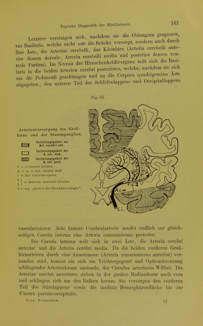 letztere vereinigen sich, nachdem sie die Oblongata gespiesen zur Ba t B weLhe n^icht nur dieBrUcke versorgt, sondern auch durch h e Ä te Arteriae cerebelli, das Kleinhirn (Artena cei^belh ante- i dess n dorsale, Arteria cerebelli media und l-tcnor dessen vcn- 1 Partien) Im Niveau der Hirnschenkeldivergenz teilt sich dieBasi- Ir in die beiden Arterien cerebri posteriores, welche, nachdem sie sich .xn die Pedunculi geschlungen und an die Corpora ciuadrigemina Äste abgegeben, den unteren Teil des Schläfenlappens und Occipitallappens Fig. 63. Arterienversorgung des Groß- hirns und der Stammganglien. Verteilungsgebiet der Art. cerebri ant. (—, Verteilungsgebiet der L I A. cer. med. nnm Vertellungsgebiet der A. cer. post. C. i. = Carotis interna. A. c. m. = Art. cerebri med. 1 = Art. lenticnlo-optica. »1 = : Arteriae lenticnlo-stiiatae. 3 = sog. „Arterie der Himbftmorrhagie vascularisieren. Jede hintere Cerebralarterie sendet endlich zur gleich- seitigen Carotis interna eine Arteria communicans posterior. Die Carotis interna teilt sich in zwei Äste, die Arteria cerebri anterior und die Arteria cerebri media. Da die beiden vorderen Groß- hirnarterien durch eine Anastomose (Arteria communicans anterior) ver- bunden sind, kommt ein sich um Trichtergegend und Opticuskrcuzung schlingender Arterienkranz zustande, der Circulus arteriosus Willisii. Die Arteriae cerebri anteriores ziehen in der großen Mediantissur nach vorn und schlingen sich um den Balken herum. Sie versorgen den vorderen Teil des Stirnlappens sowie die mediale Hemisphärenfläche bis zur Fissura parieto-occipitalis. Bing, Kompendium.